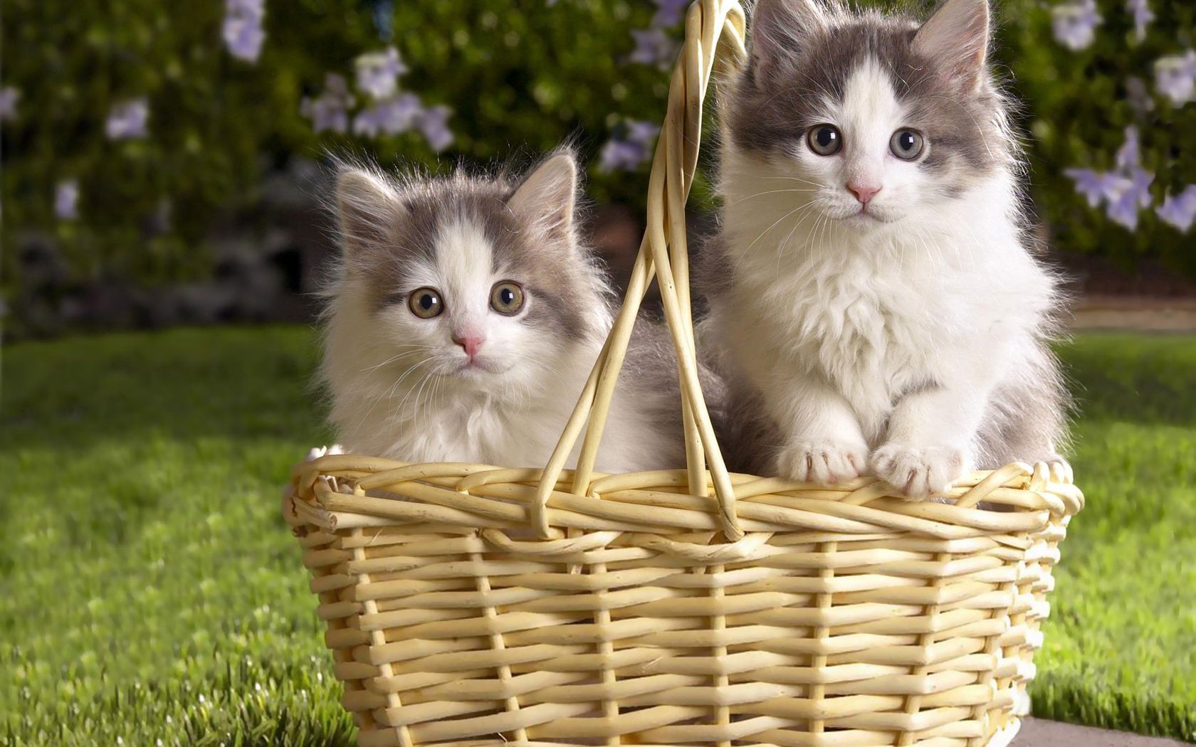 Best Kittens Desktop Images