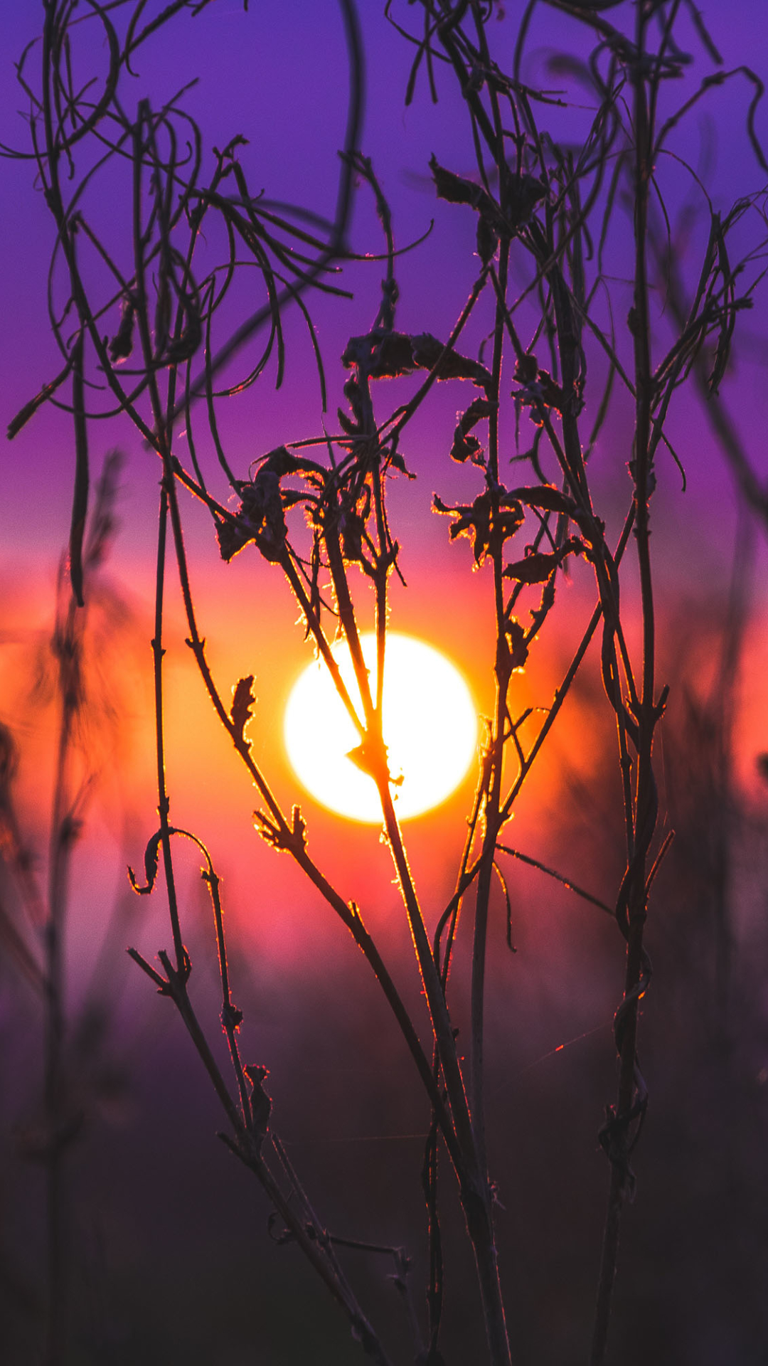 Download mobile wallpaper Sunset, Plant, Earth for free.