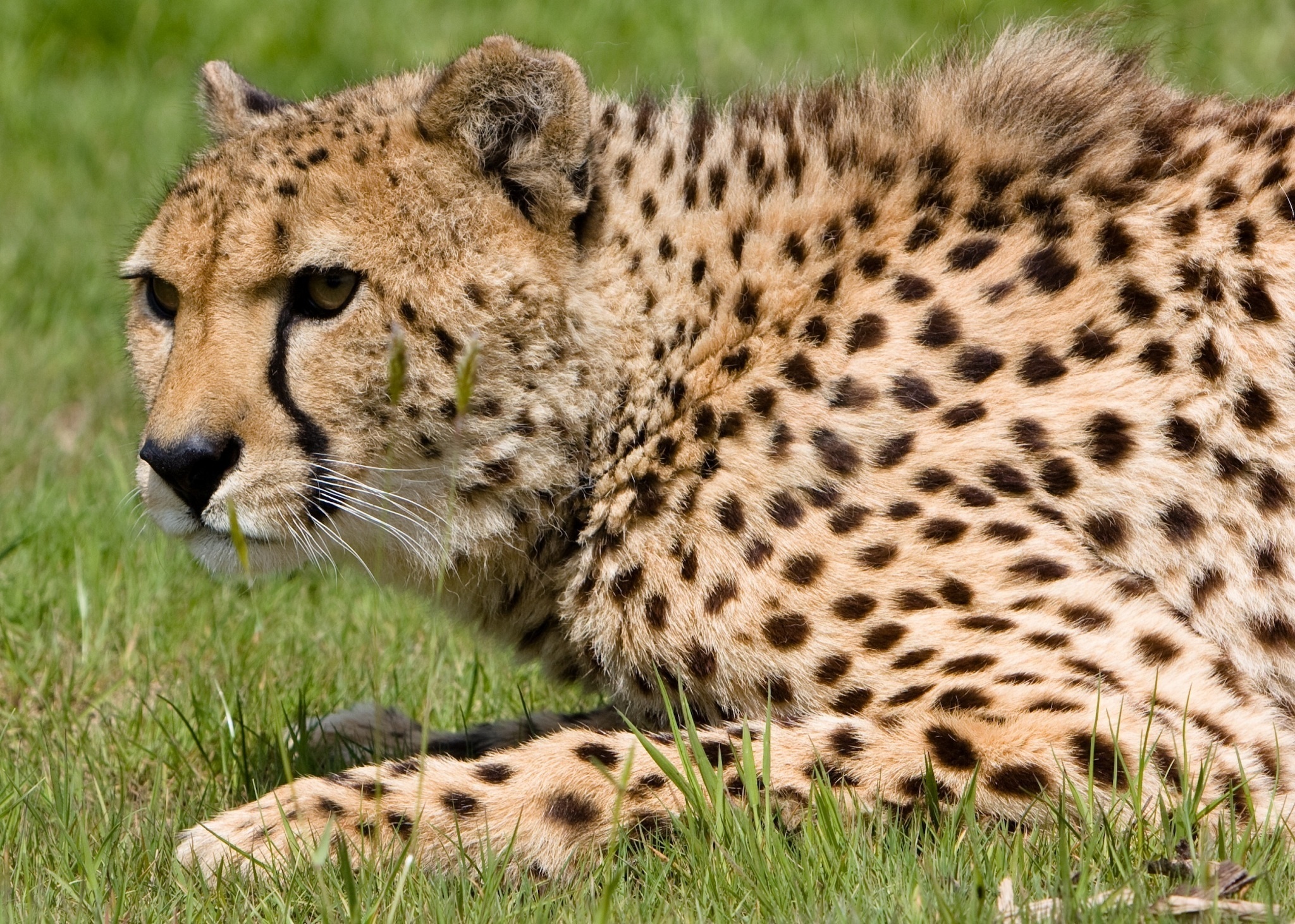 Download mobile wallpaper Cats, Cheetah, Animal for free.