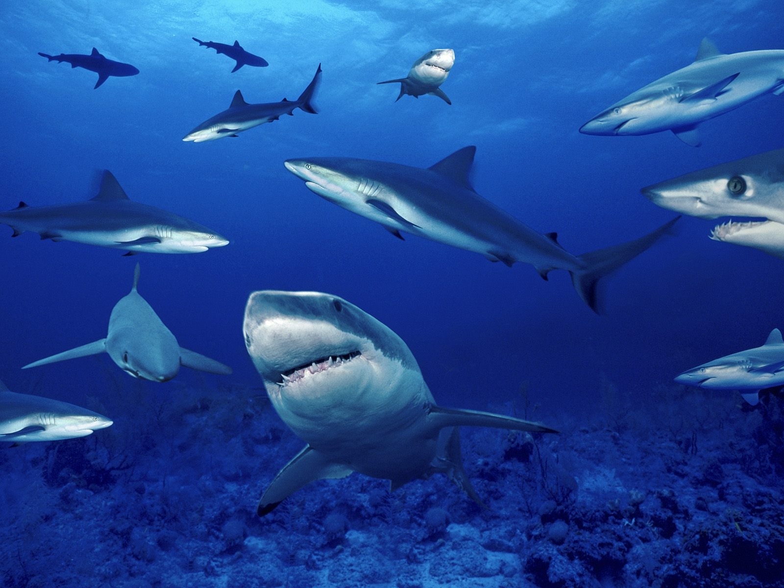 6786 descargar fondo de pantalla tiburones, animales, agua, peces, azul: protectores de pantalla e imágenes gratis
