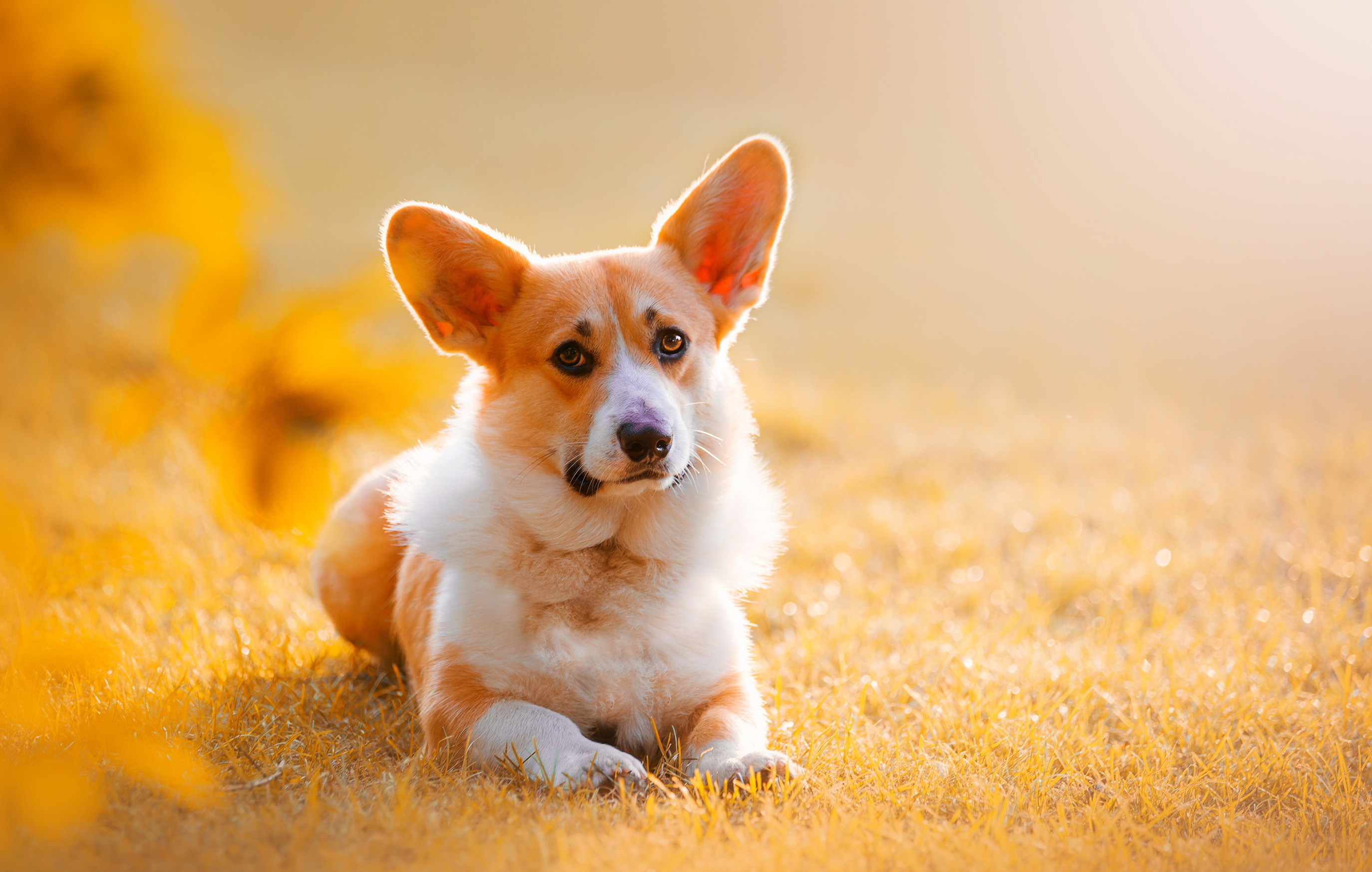 Laden Sie das Tiere, Hunde, Hund, Sonnig, Gras, Corgi-Bild kostenlos auf Ihren PC-Desktop herunter