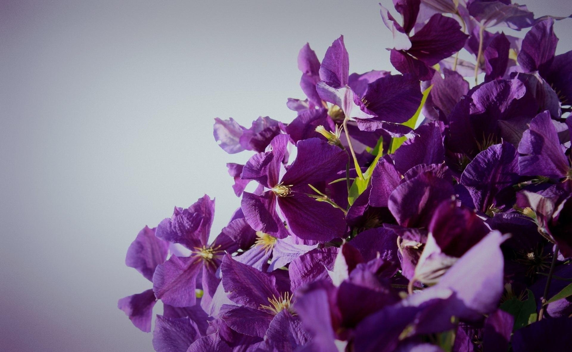 106314 descargar fondo de pantalla flores, fondo, lila, florecer, floración, clemátide, clematis: protectores de pantalla e imágenes gratis