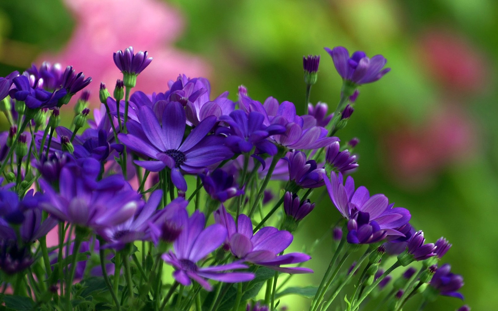 Téléchargez gratuitement l'image Fleurs, Fleur, Terre/nature sur le bureau de votre PC