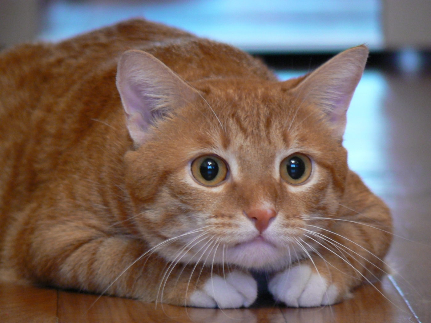 Baixe gratuitamente a imagem Animais, Gatos na área de trabalho do seu PC