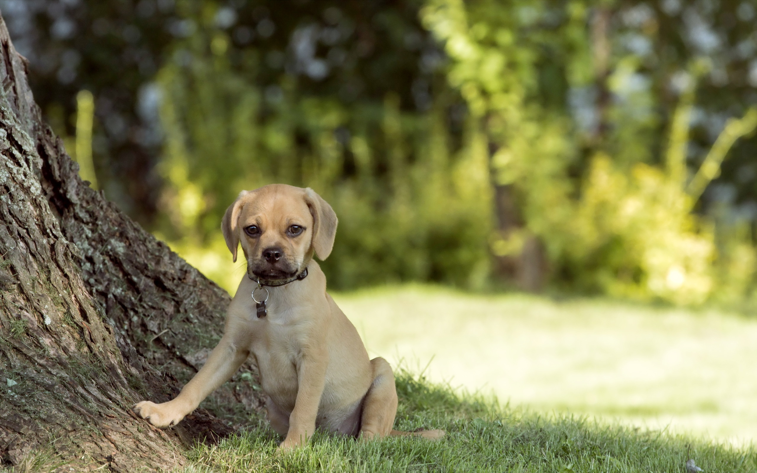 Baixar papel de parede para celular de Cães, Filhote, Cão, Animais gratuito.