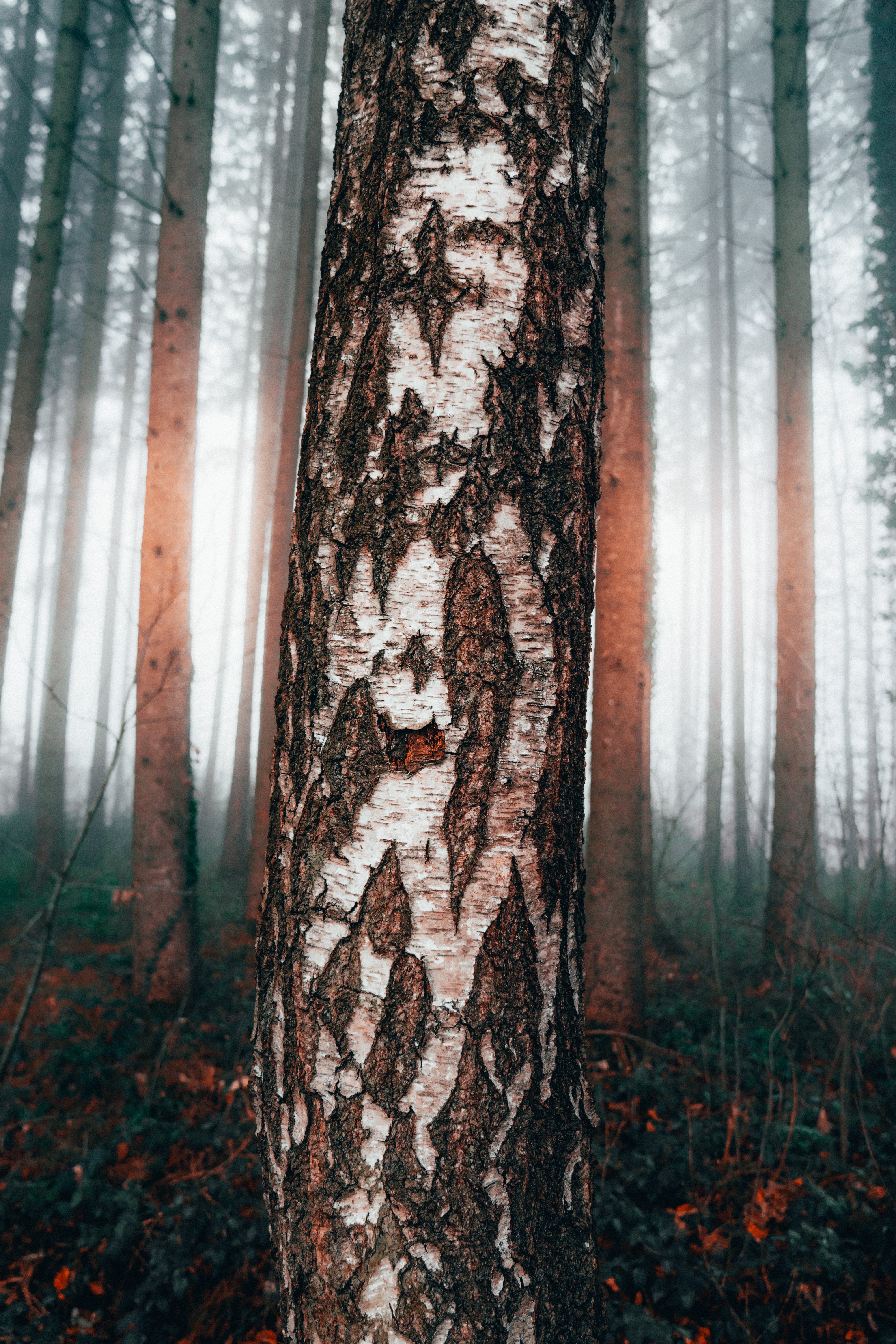 Download mobile wallpaper Birch, Wood, Forest, Fog, Tree, Nature for free.