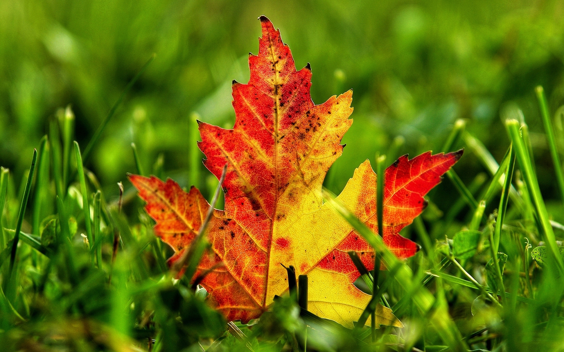 Baixe gratuitamente a imagem Plantas, Outono, Folhas na área de trabalho do seu PC