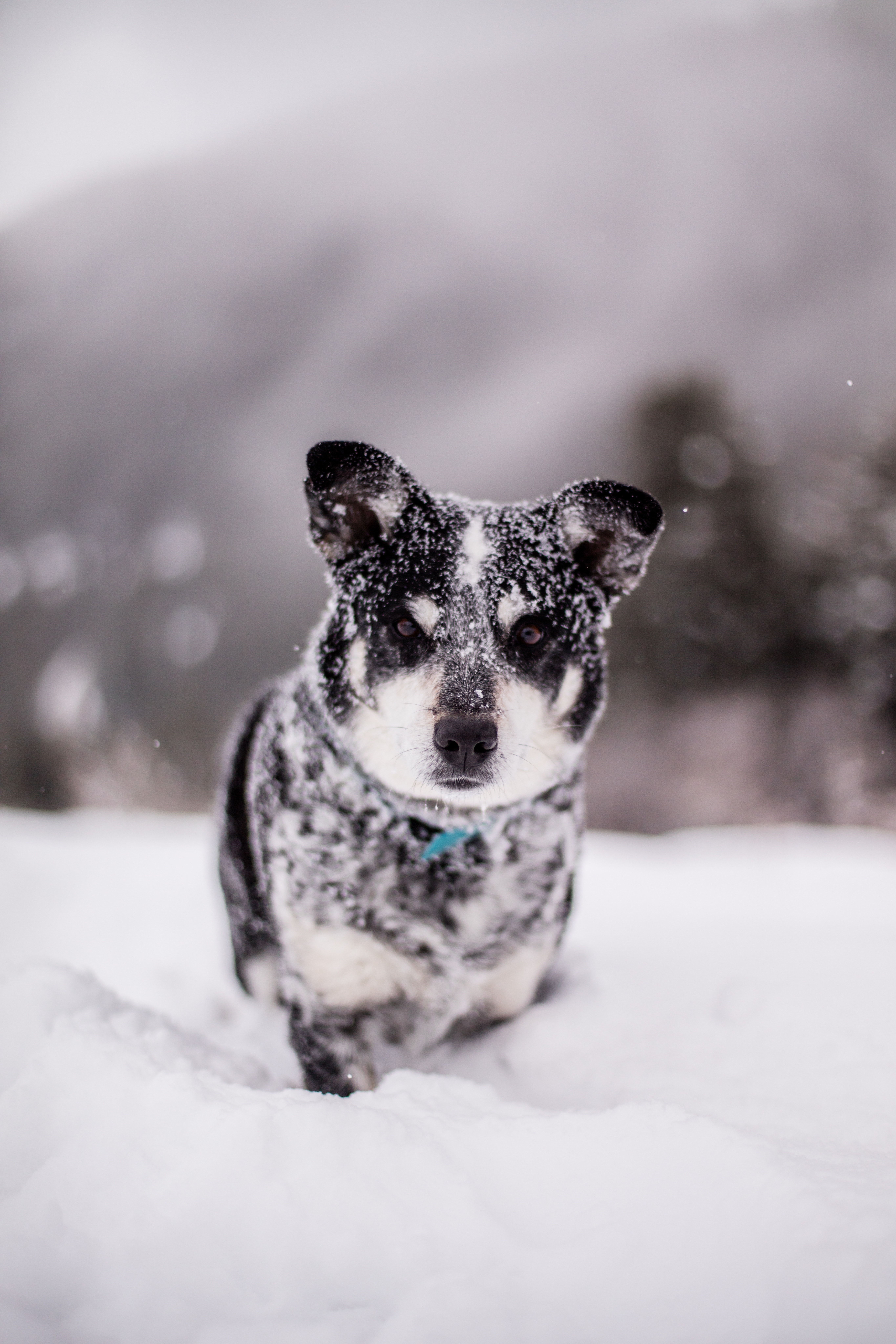 funny, animals, snow, dog, muzzle, wet, snowdrift