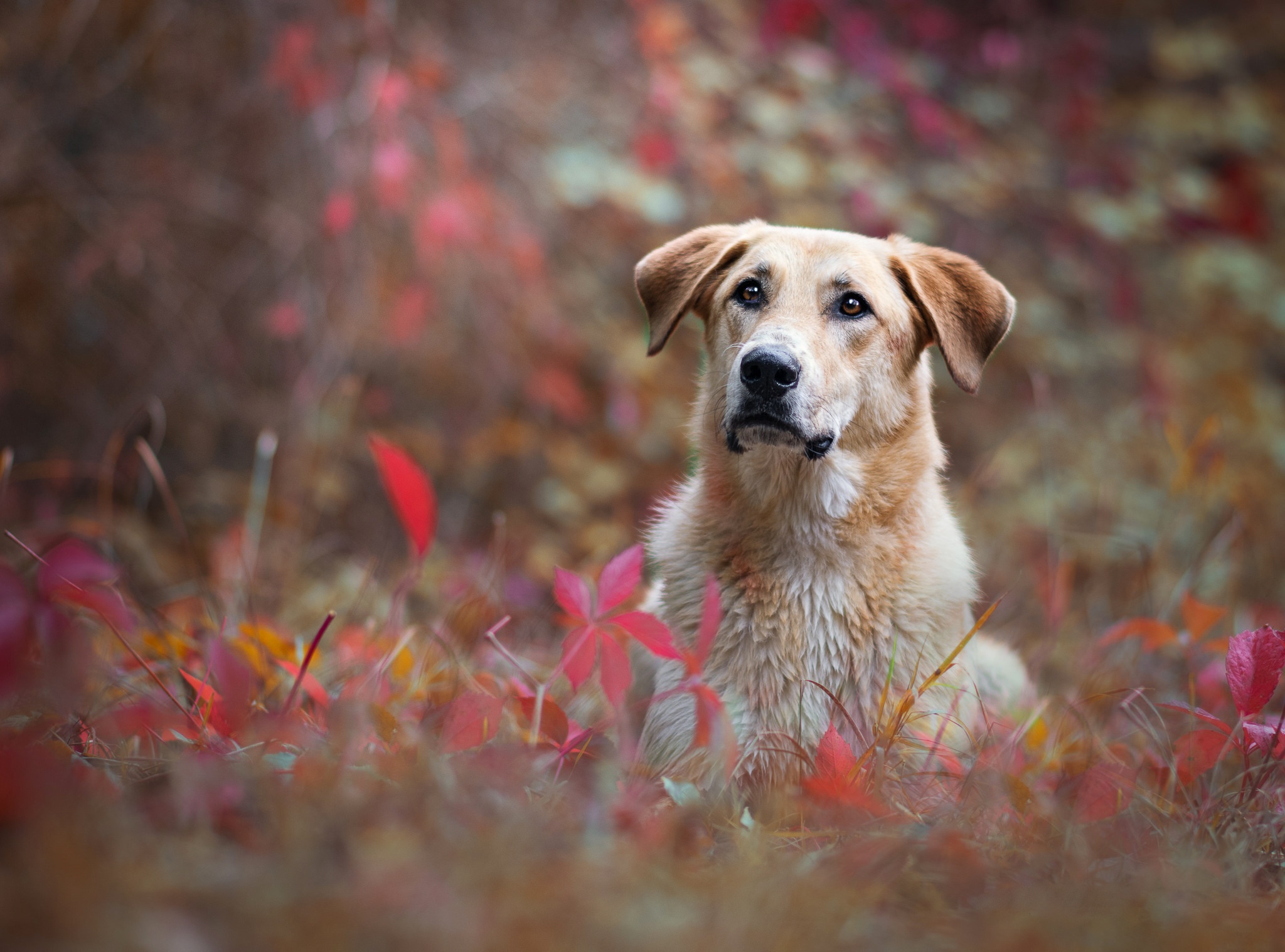 Descarga gratuita de fondo de pantalla para móvil de Animales, Perros, Perro.