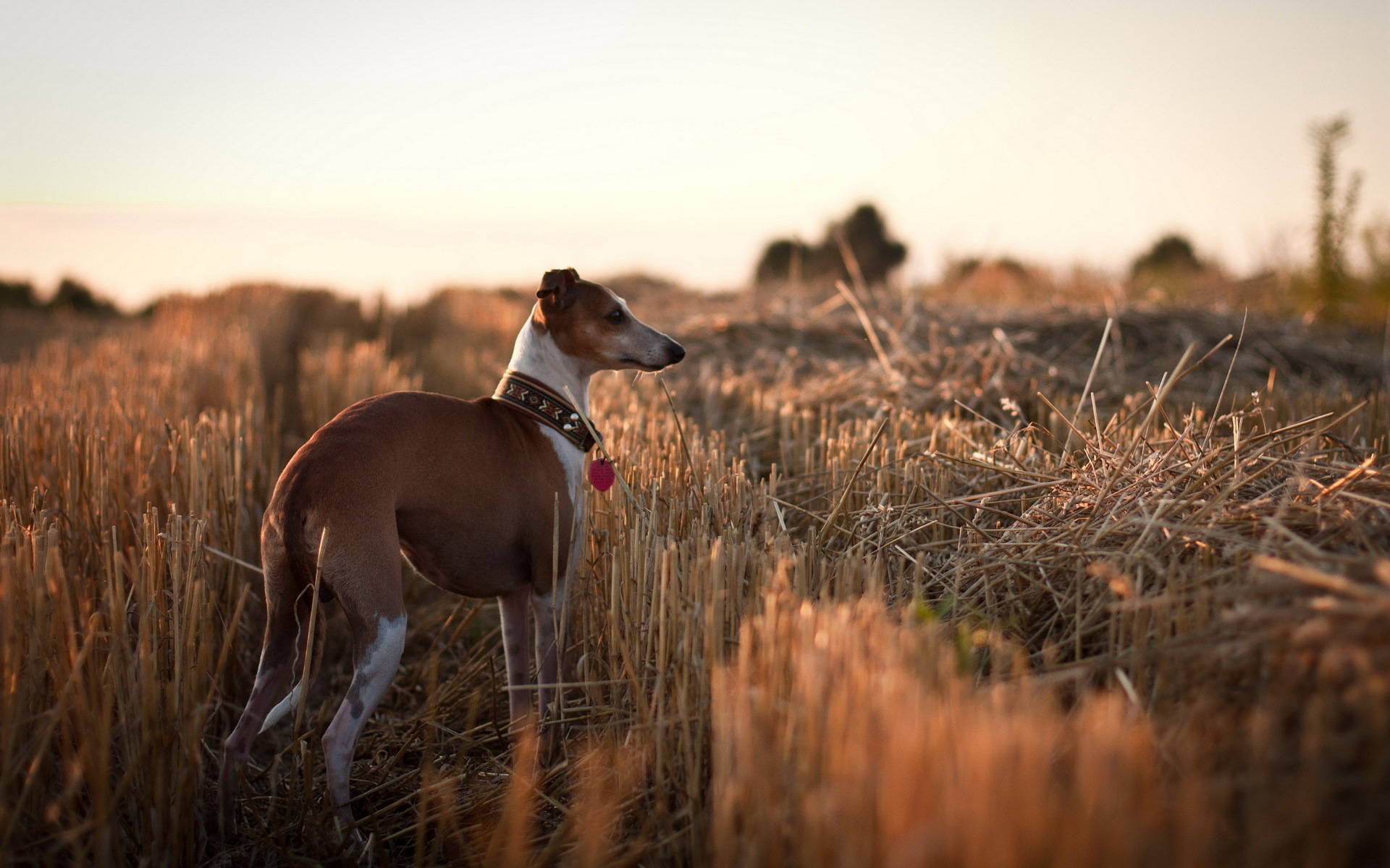 Baixar papel de parede para celular de Cães, Cão, Animais gratuito.