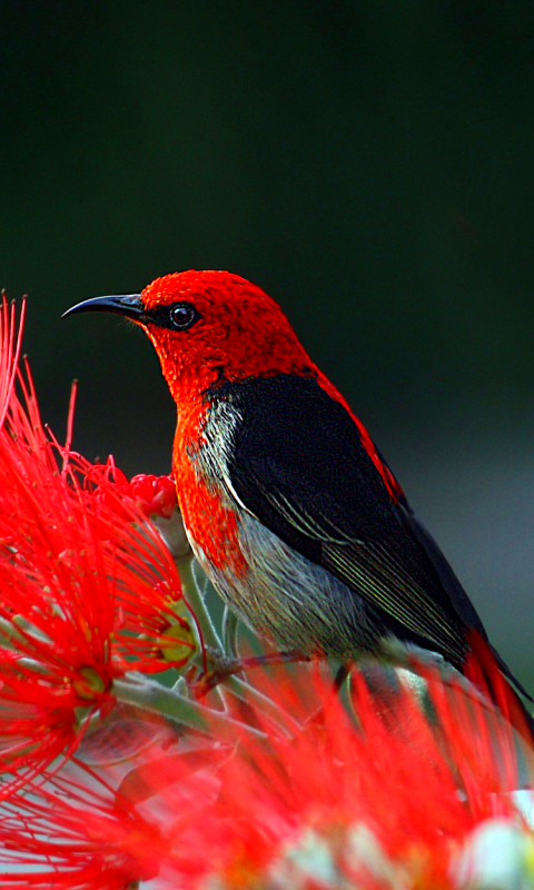 Download mobile wallpaper Birds, Bird, Animal, Scarlet Honeyeater, Scarlet Myzomela for free.