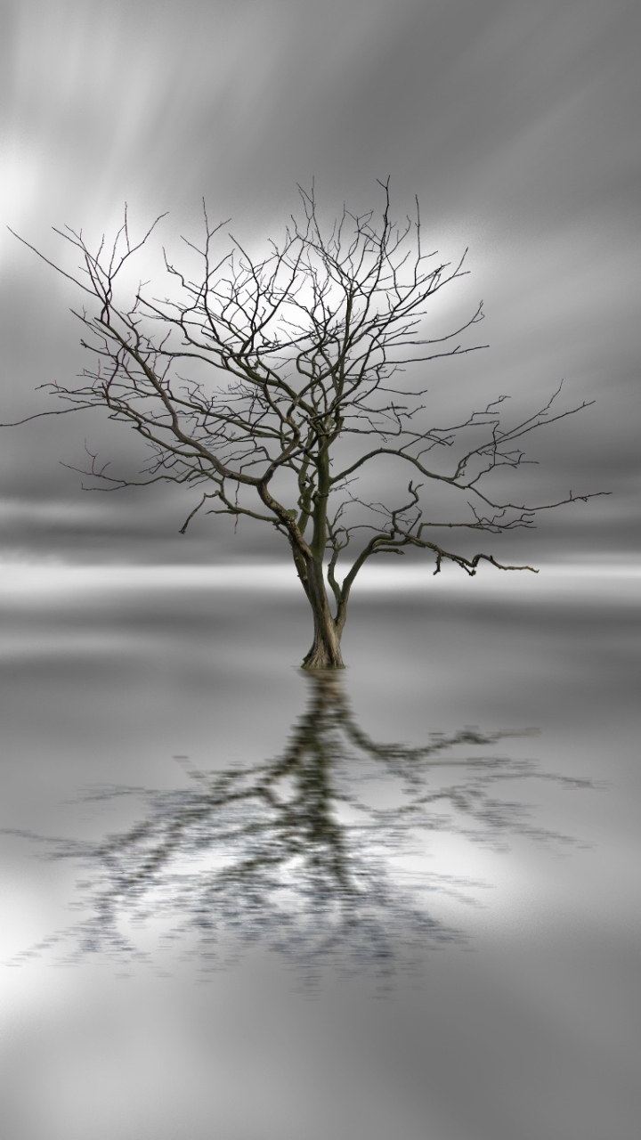 Download mobile wallpaper Nature, Trees, Reflection, Tree, Earth, Cloud, Black & White, Lonely Tree for free.