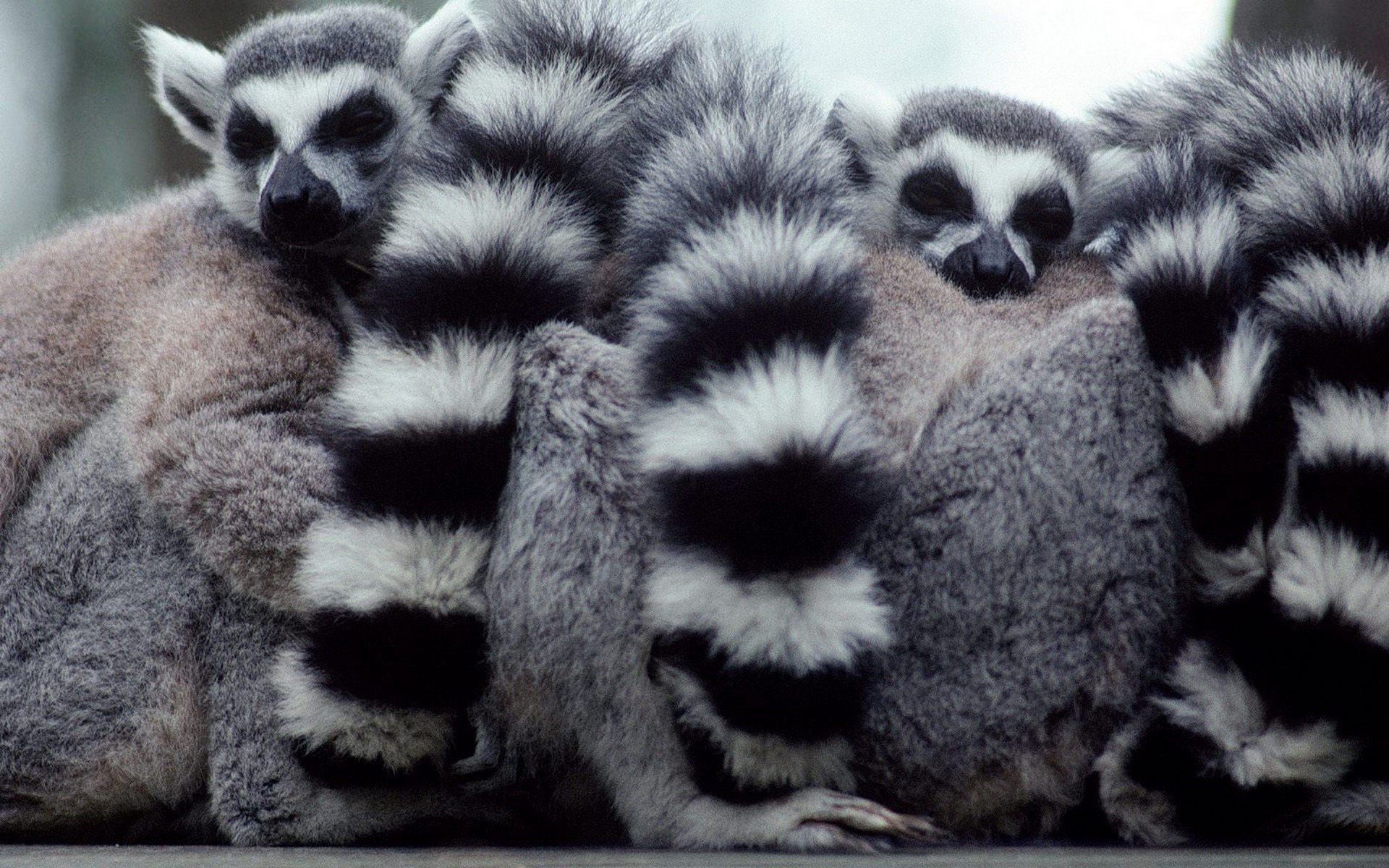 Download mobile wallpaper Lemur, Monkeys, Animal for free.