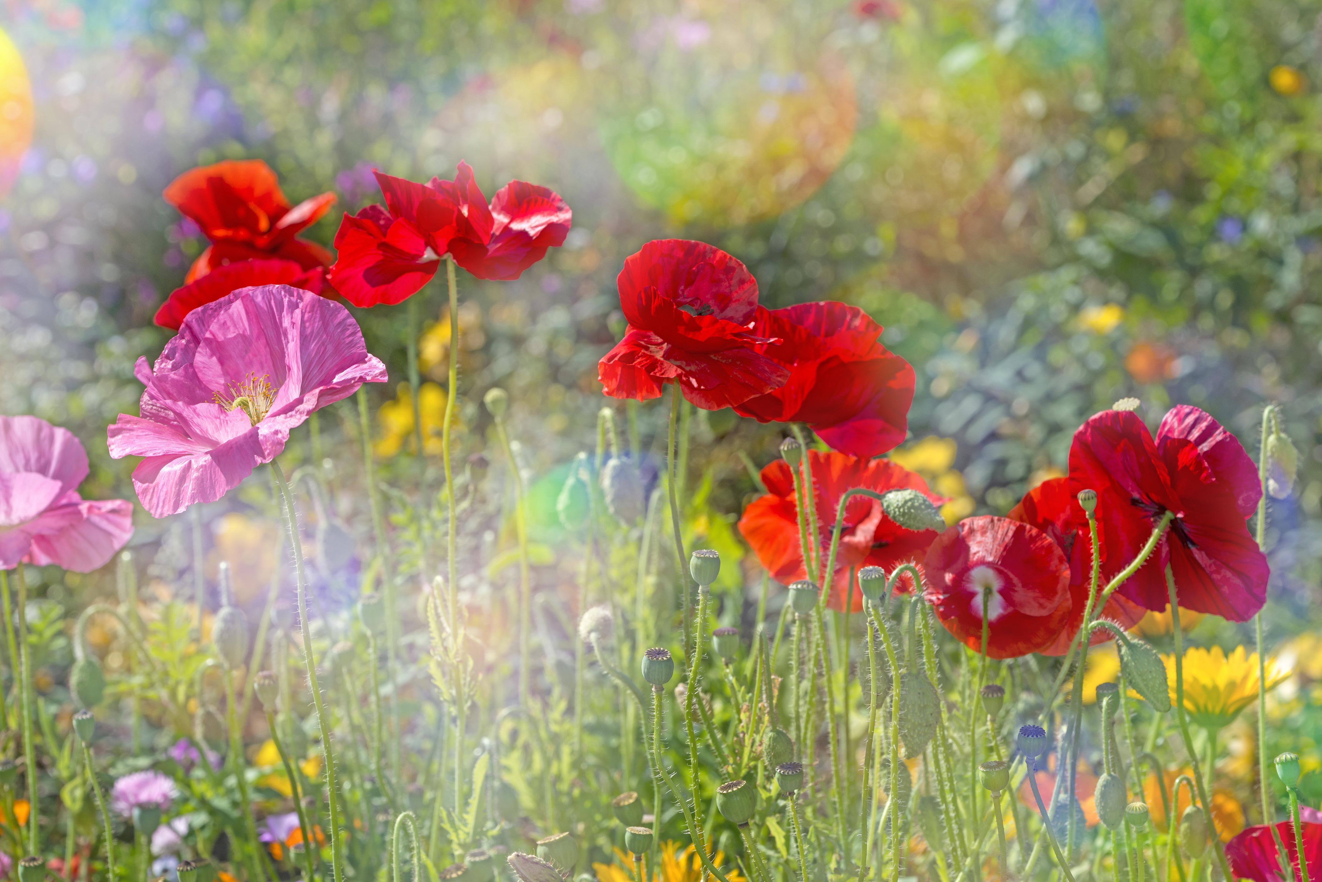 無料モバイル壁紙自然, フラワーズ, ポピー, 夏, 花, 地球, 赤い花, ピンクの花をダウンロードします。