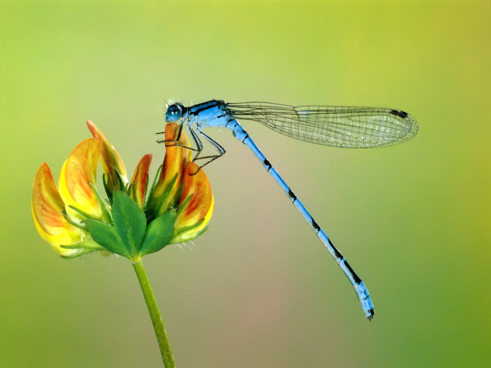 521531 descargar fondo de pantalla libélula, insectos, animales: protectores de pantalla e imágenes gratis