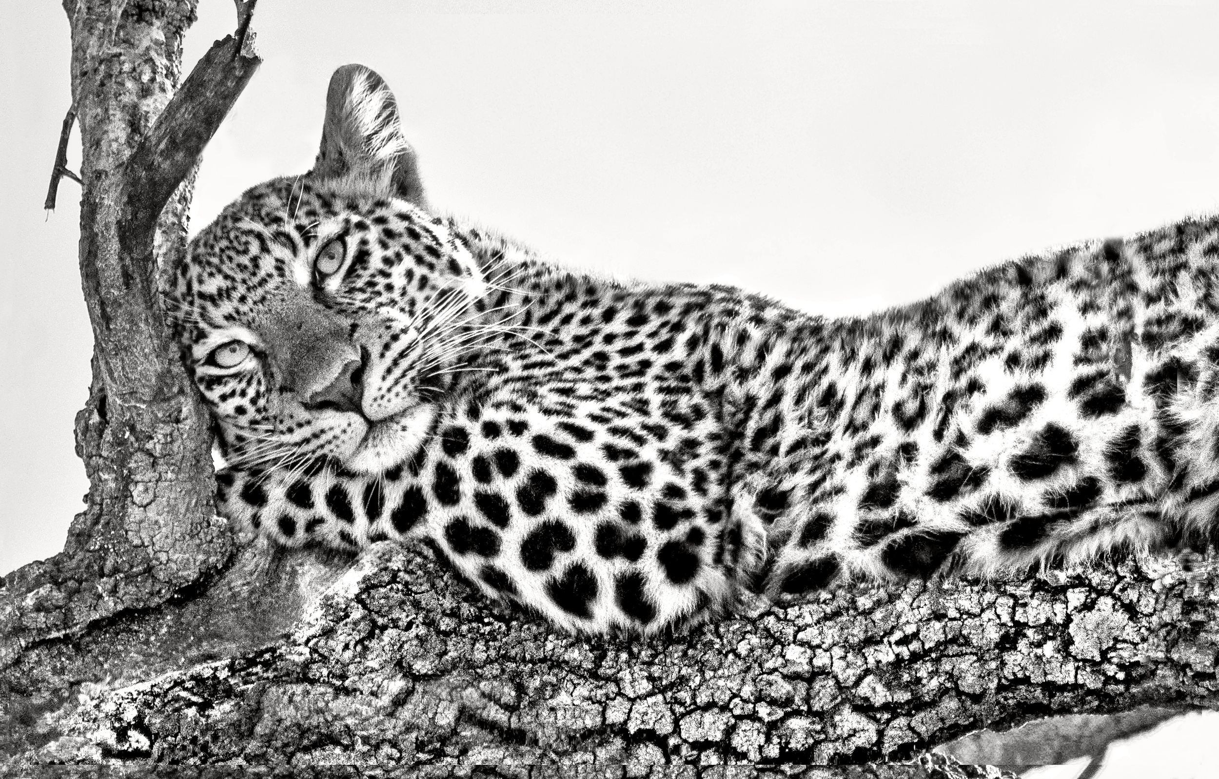 Завантажити шпалери безкоштовно Леопард, Тварина, Коти, Чорний Білий картинка на робочий стіл ПК