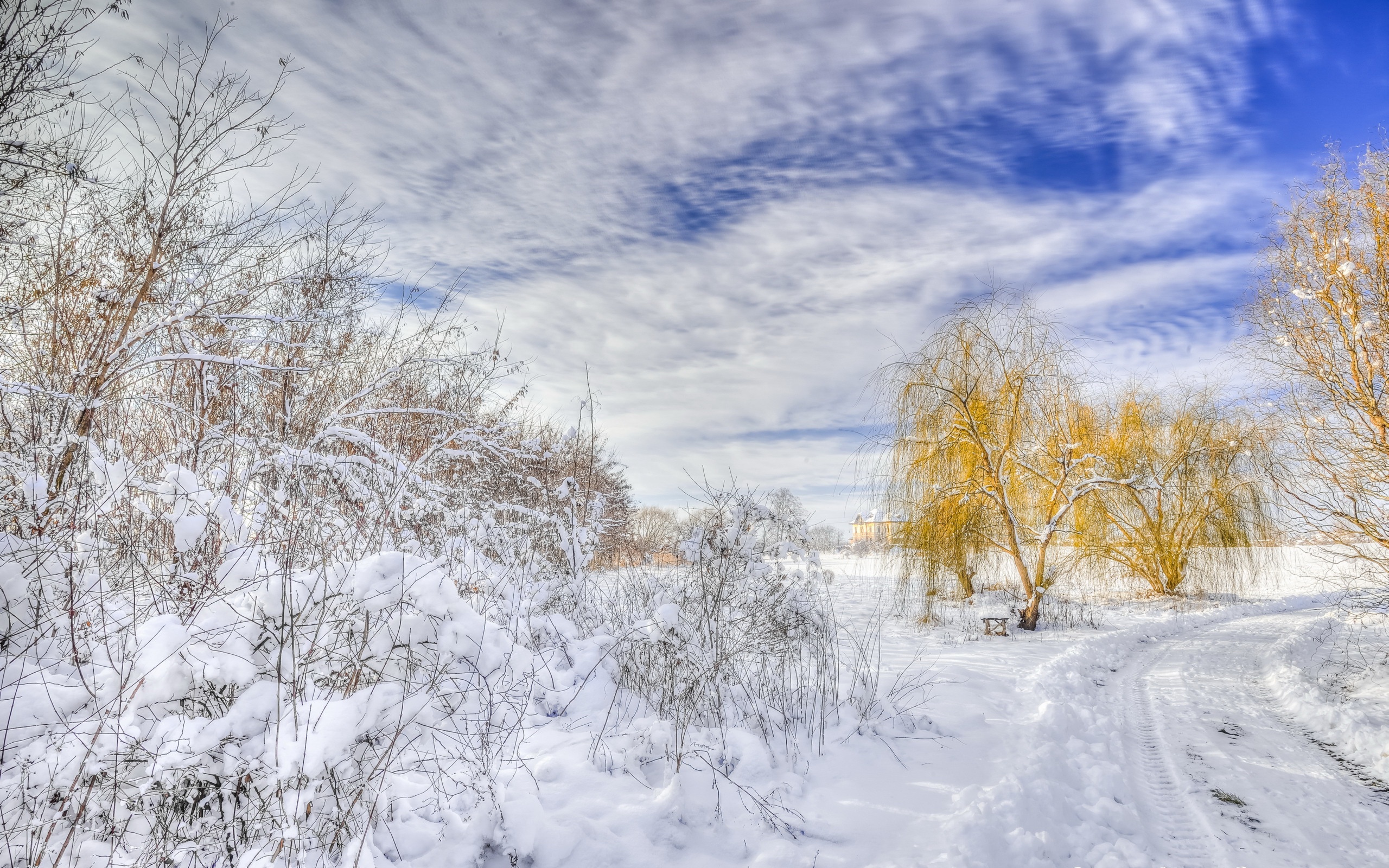 Скачать обои бесплатно Зима, Снег, Куст, Земля/природа картинка на рабочий стол ПК