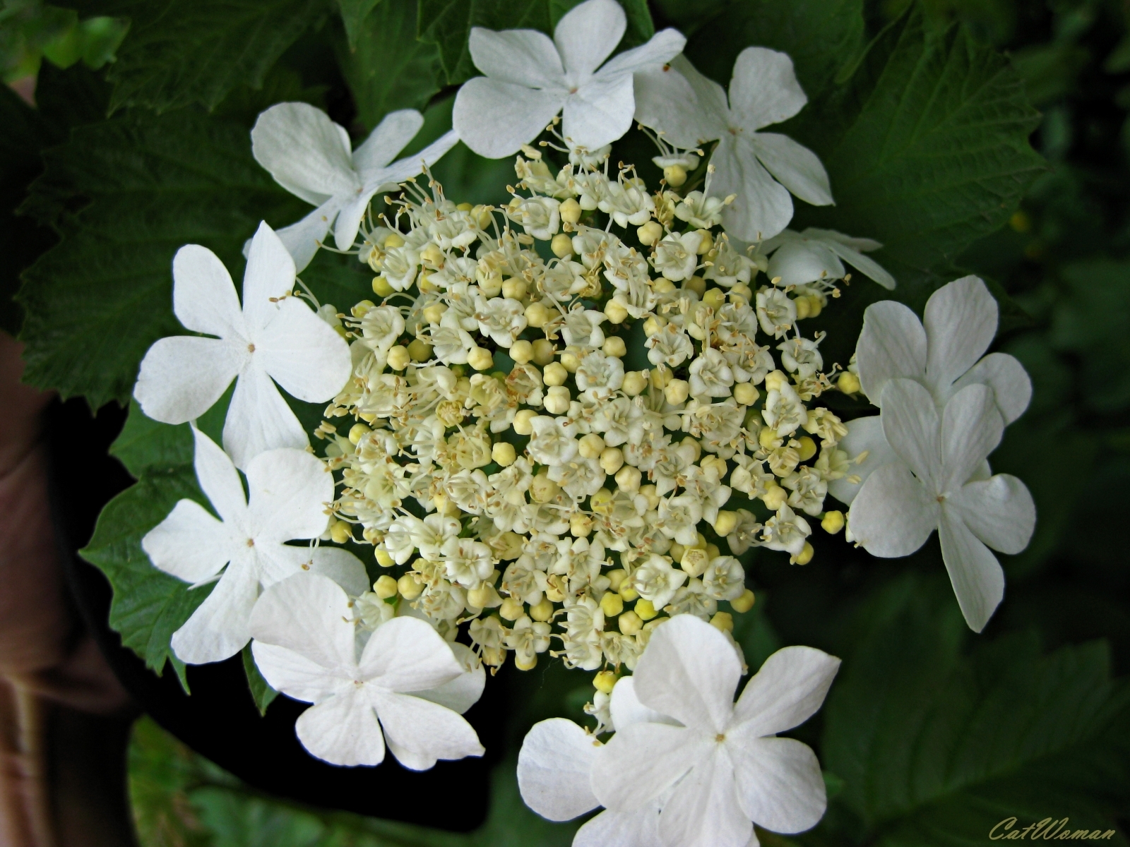 Téléchargez des papiers peints mobile Plantes, Fleurs gratuitement.