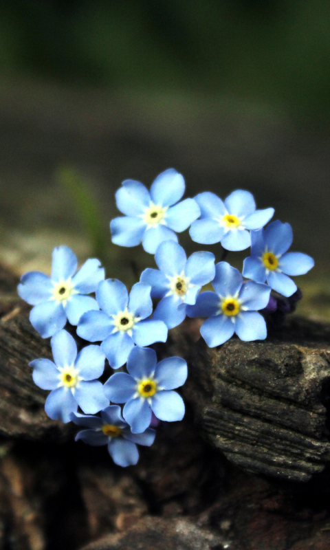 Download mobile wallpaper Flowers, Flower, Earth, Forget Me Not for free.