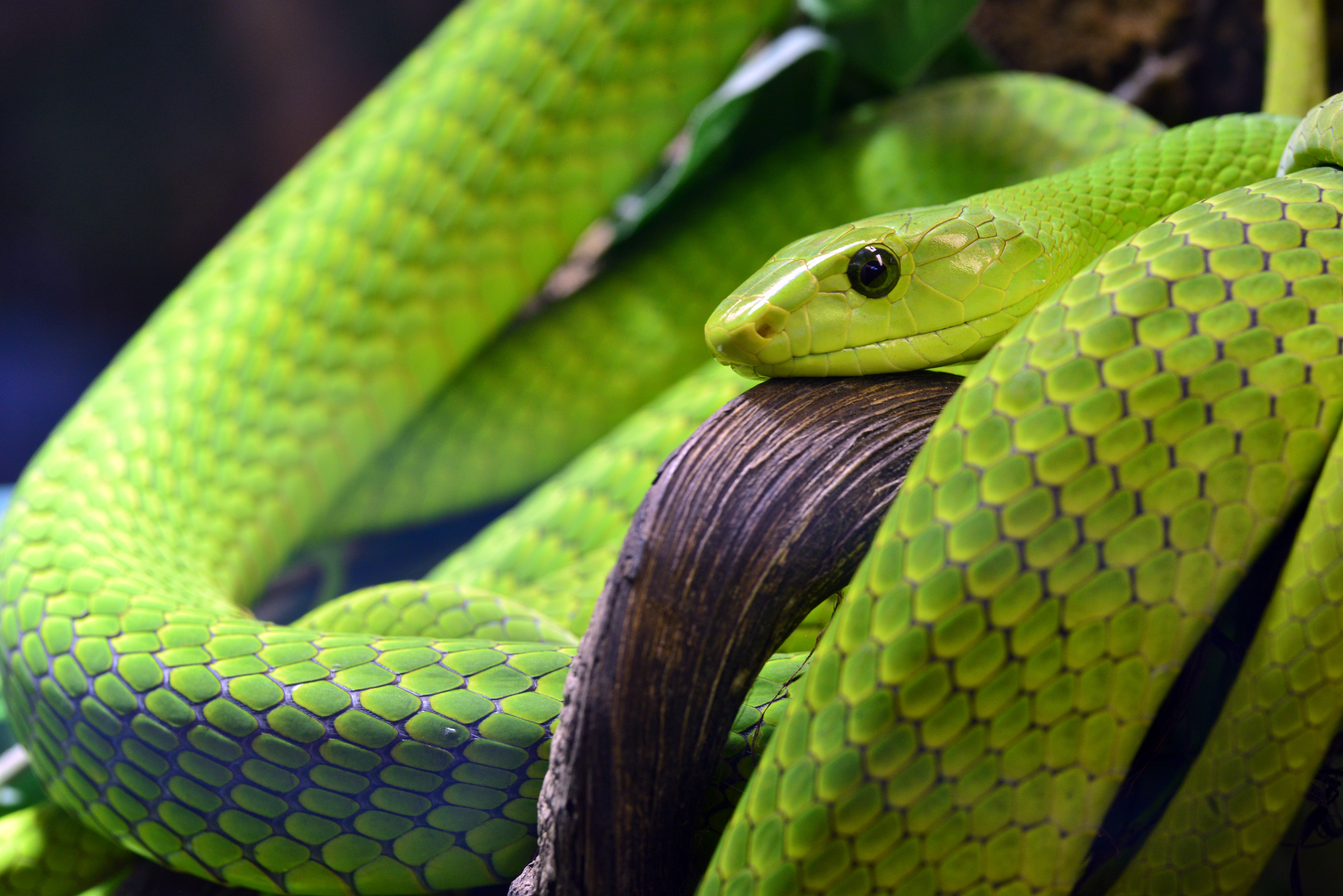 126957 descargar imagen animales, verde, serpiente, escamas, escama, ojo: fondos de pantalla y protectores de pantalla gratis