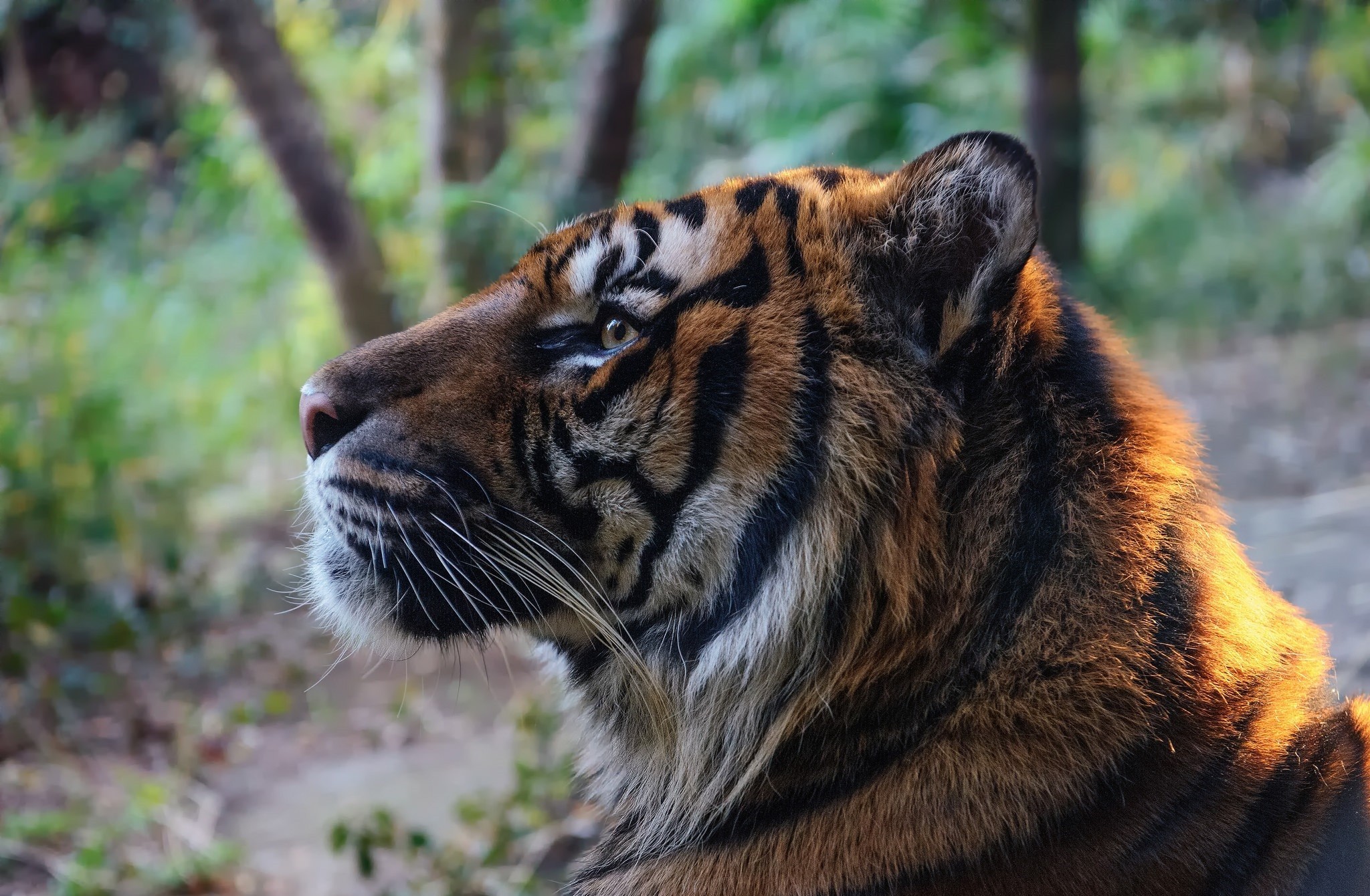 Baixar papel de parede para celular de Animais, Gatos, Tigre gratuito.