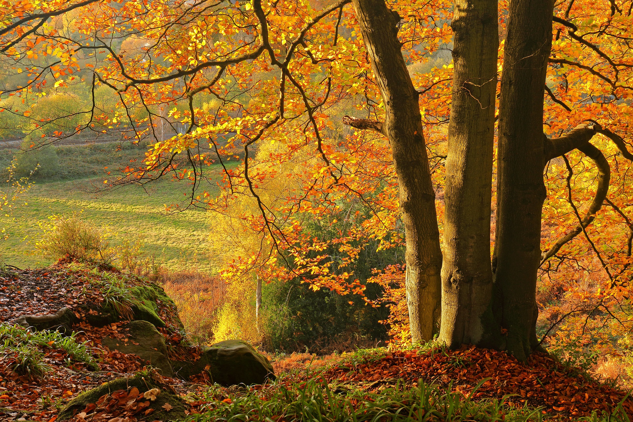 Téléchargez gratuitement l'image Automne, Arbre, Feuille, Terre/nature sur le bureau de votre PC