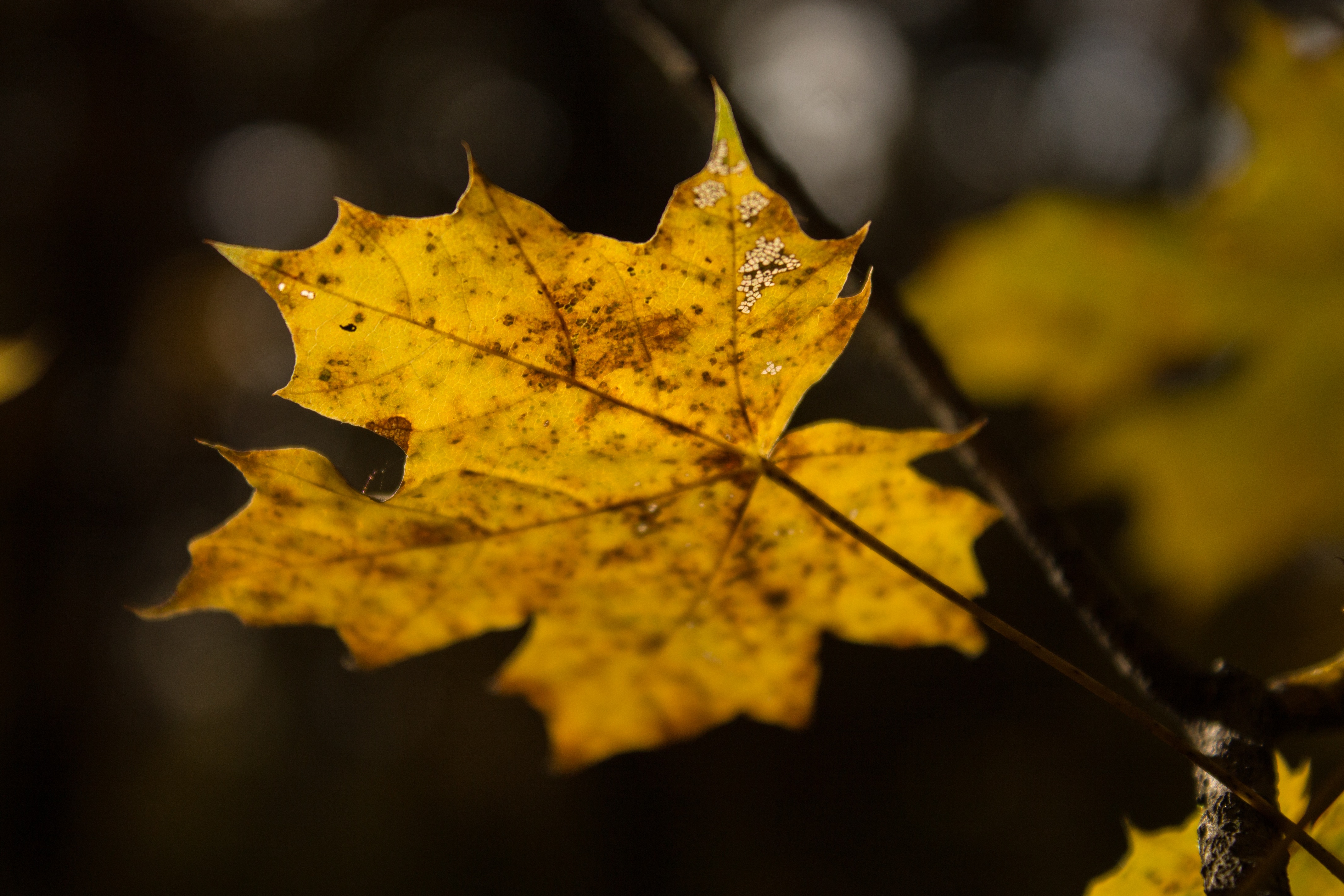 Baixe gratuitamente a imagem Natureza, Outono, Folha, Bordo, Ácer na área de trabalho do seu PC
