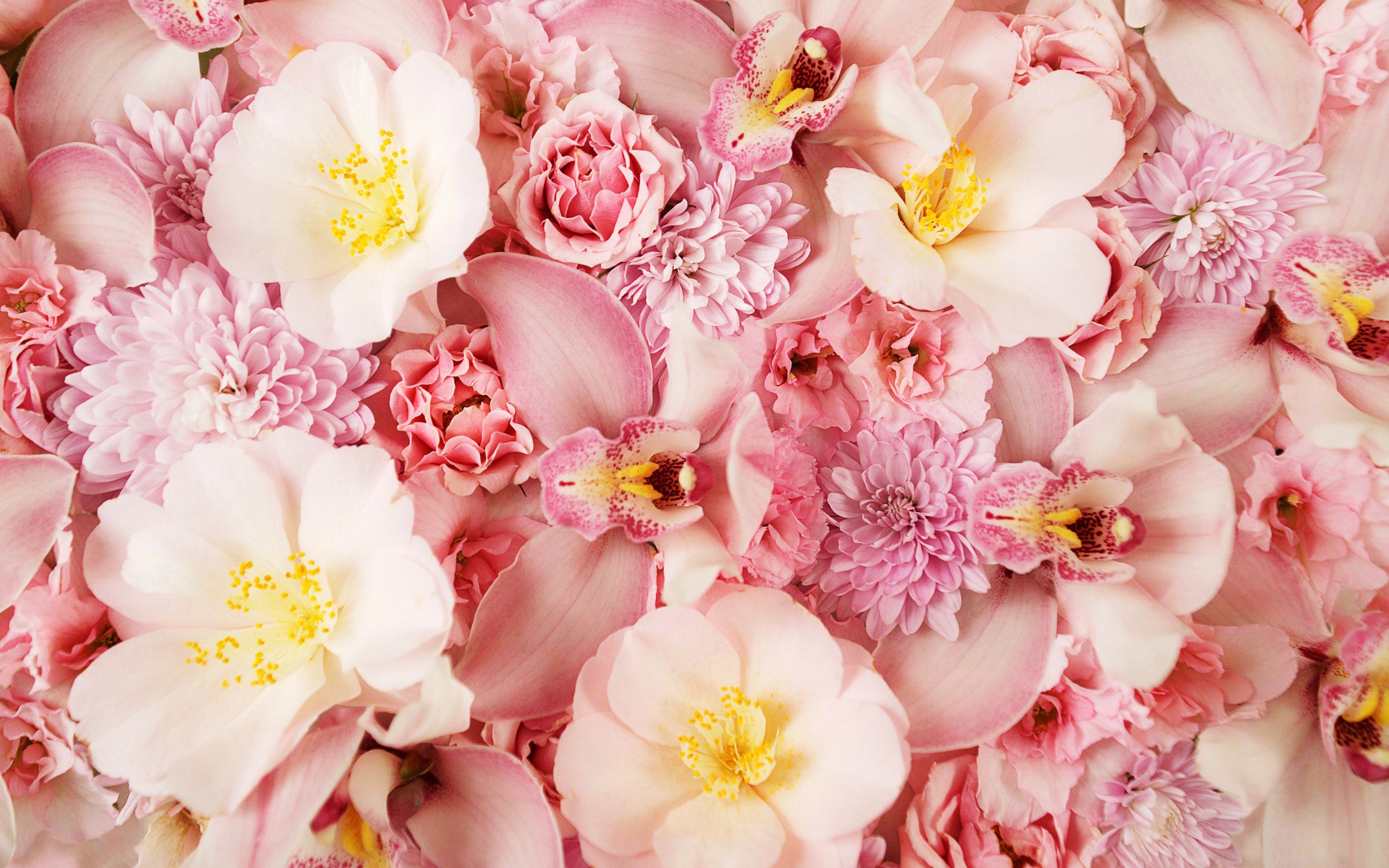 Download mobile wallpaper Nature, Flowers, Flower, Earth, Orchid, Peony, Pink Flower for free.