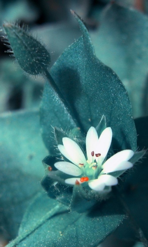 Descarga gratuita de fondo de pantalla para móvil de Flores, Flor, Tierra/naturaleza.