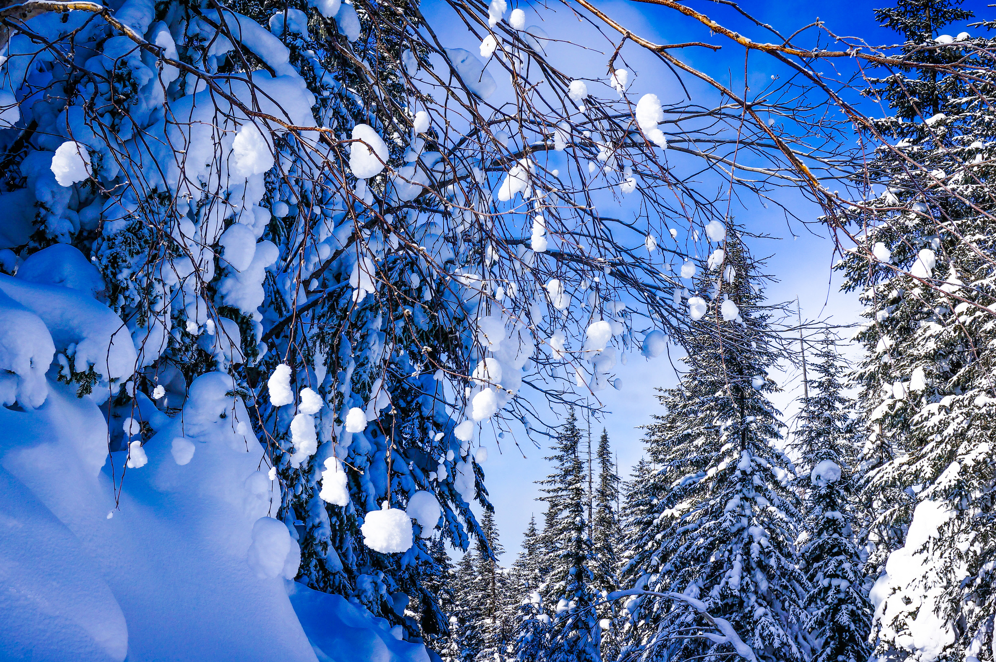 Download mobile wallpaper Winter, Snow, Forest, Tree, Earth for free.