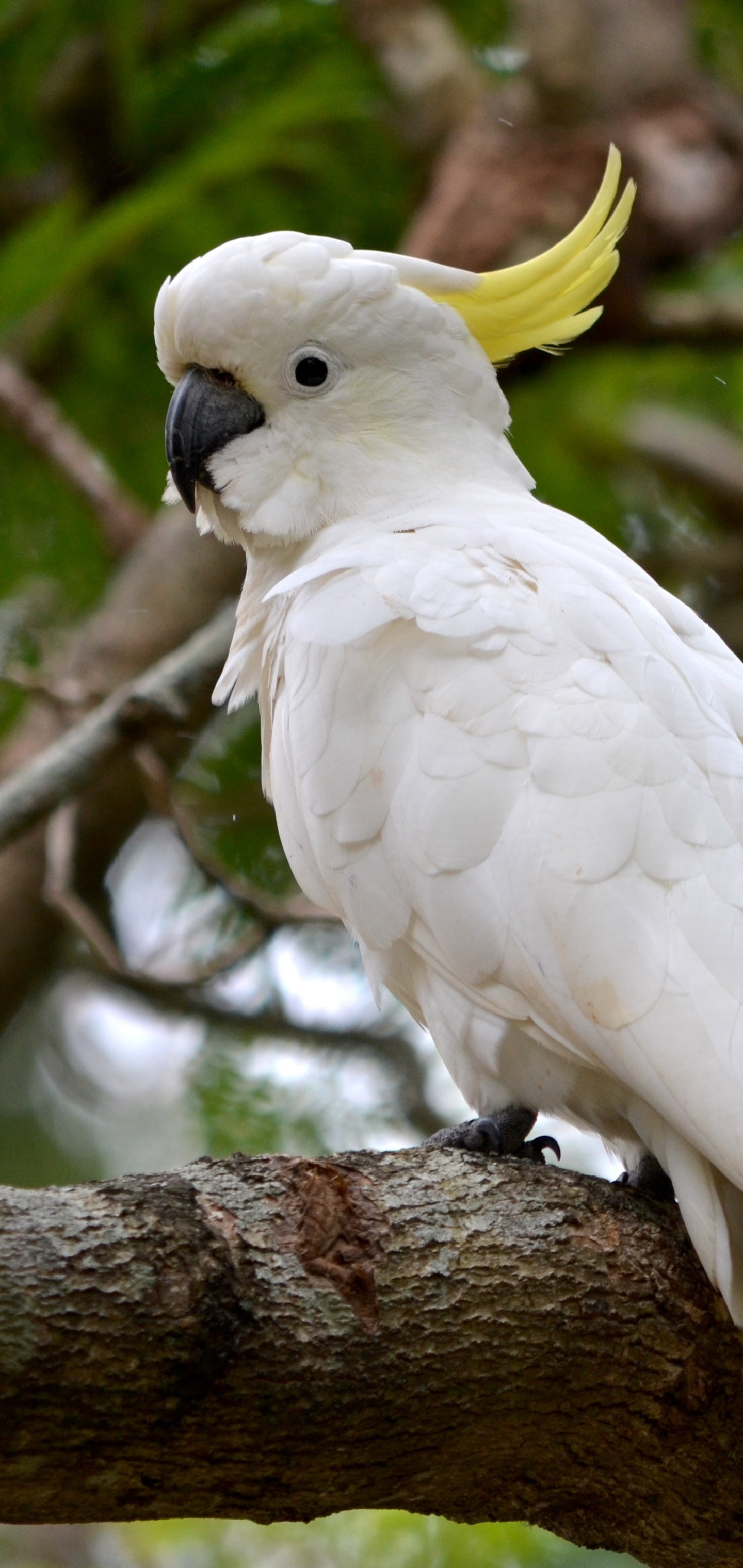 無料モバイル壁紙動物, 鳥, サルファー・クレステッド・オウムをダウンロードします。