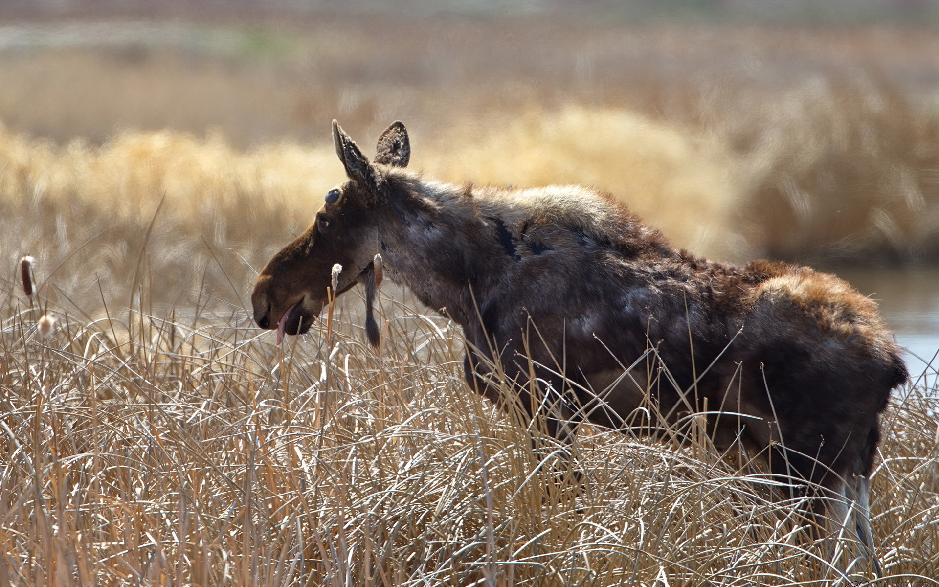 animal, moose Image for desktop