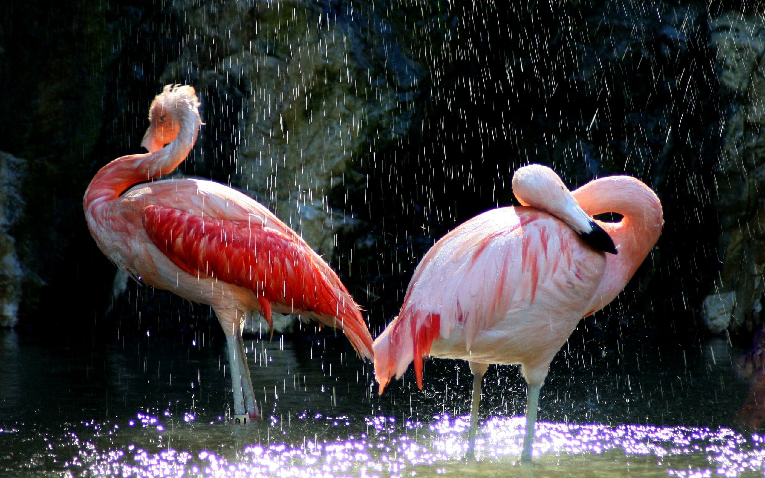 Laden Sie das Vögel, Drops, Wasser, Tiere, Flamingo-Bild kostenlos auf Ihren PC-Desktop herunter