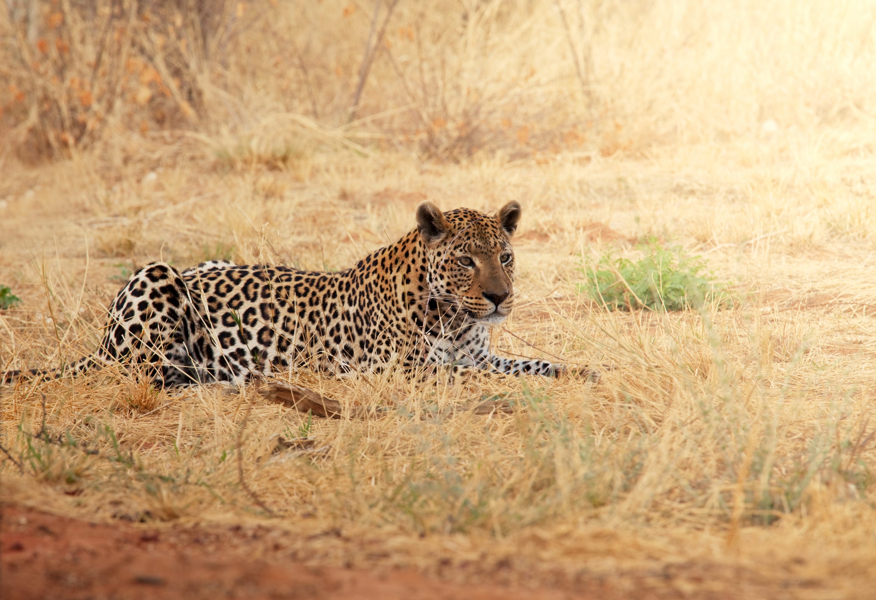 Handy-Wallpaper Ruhepause, Leopard, Tiere, Grass, Entspannung, Afrika kostenlos herunterladen.