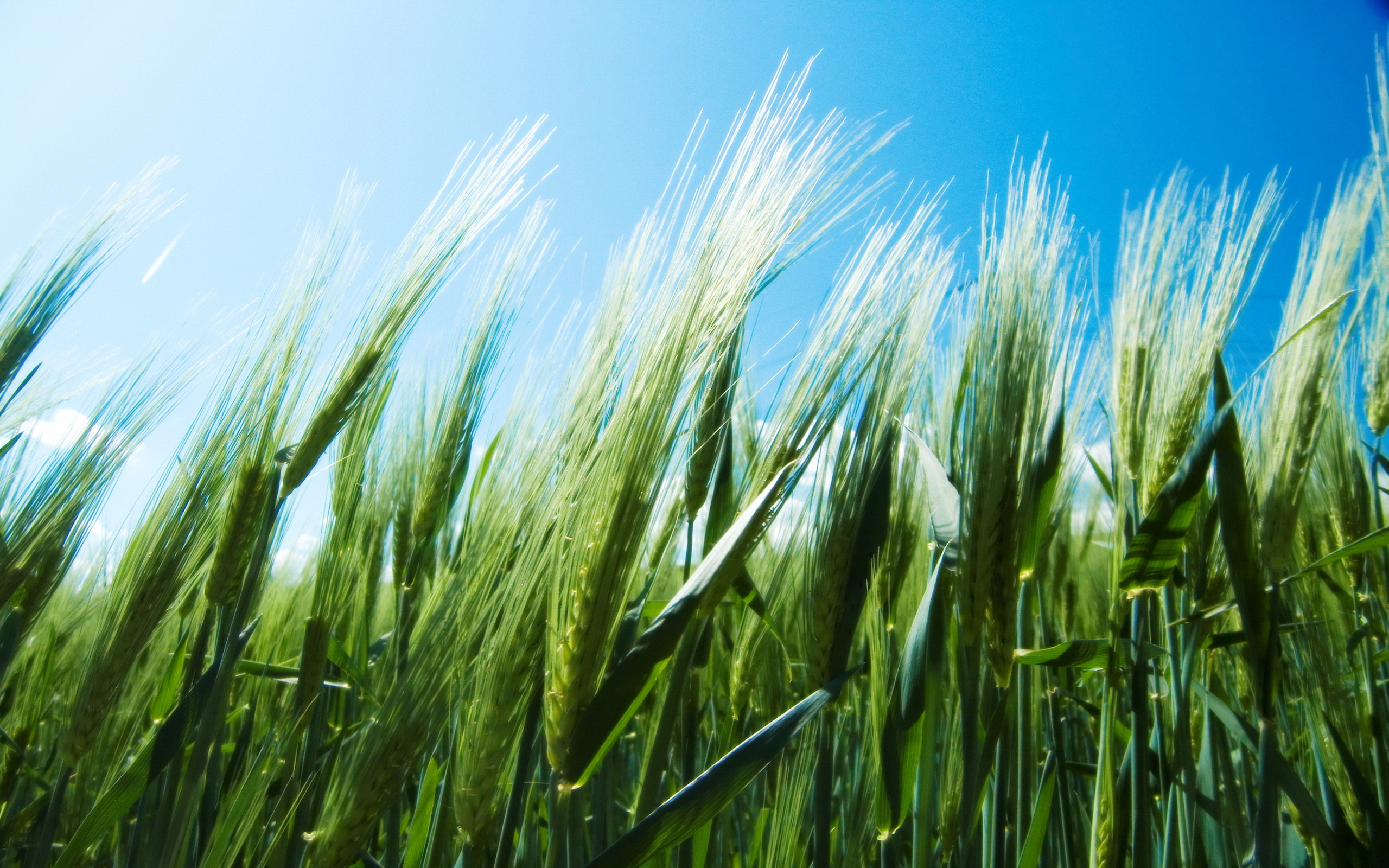 Скачать картинку Пшеница, Земля/природа в телефон бесплатно.