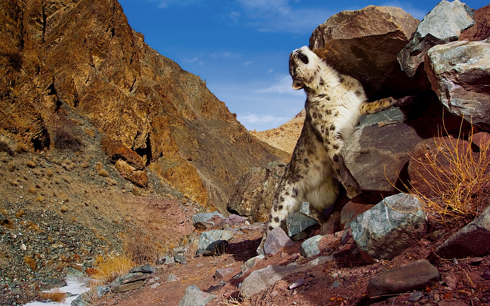 Descarga gratis la imagen Animales, Leopardo De Las Nieves en el escritorio de tu PC
