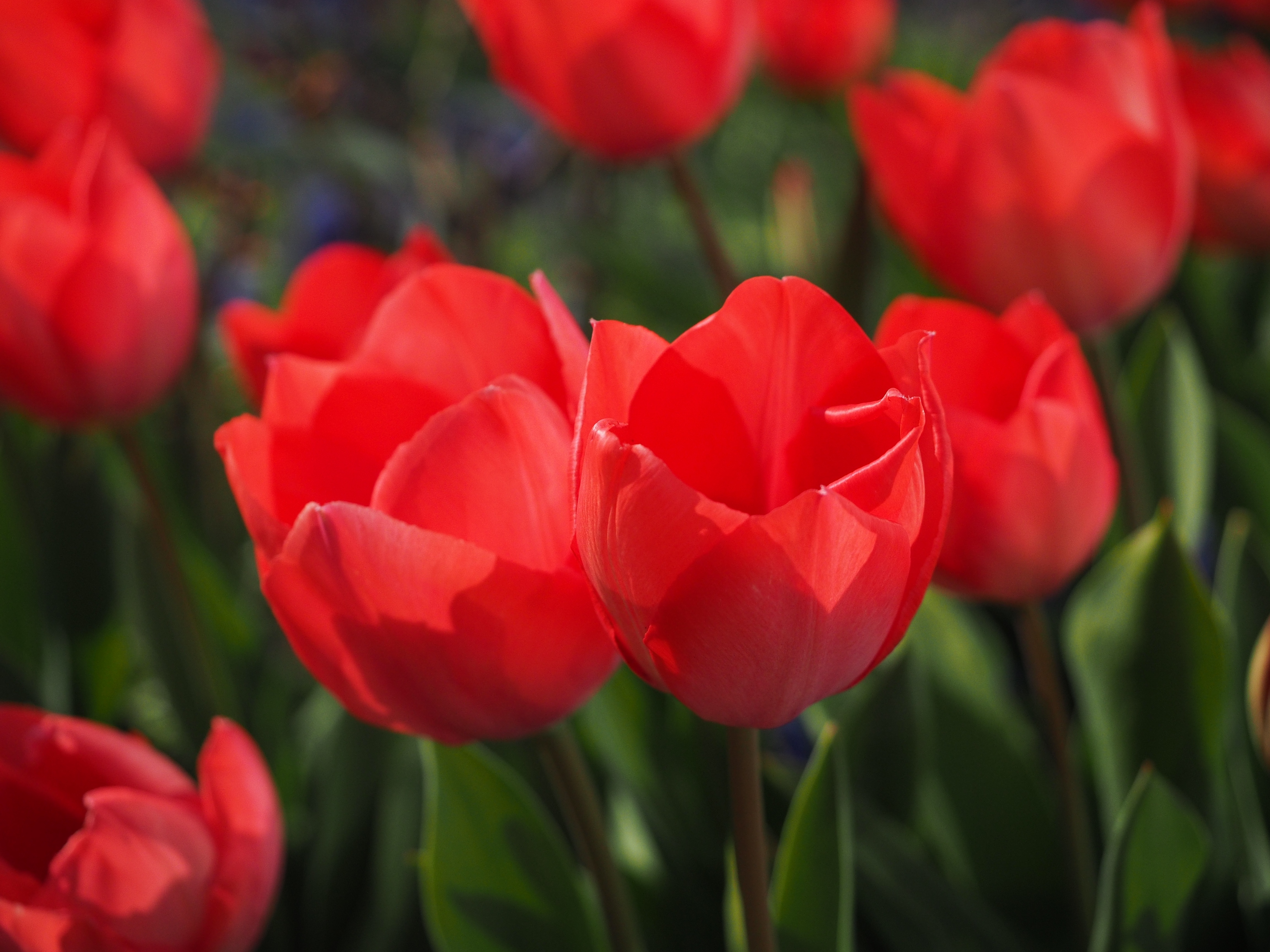 94067 descargar imagen flores, tulipanes, cama de flores, parterre, cogollos, brotes: fondos de pantalla y protectores de pantalla gratis