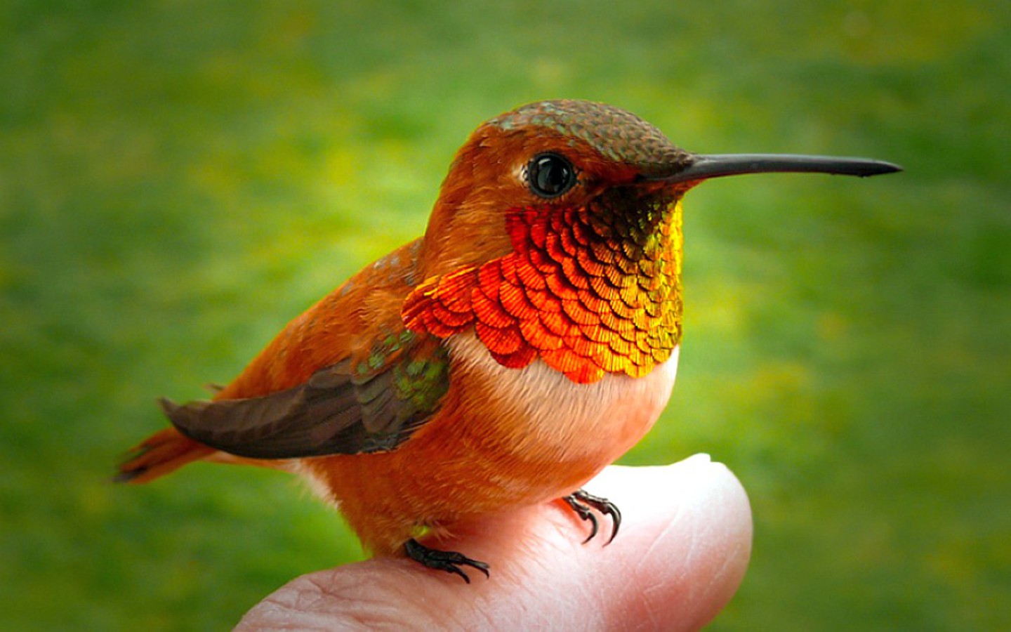 314042 descargar imagen animales, colibrí, ave, aves: fondos de pantalla y protectores de pantalla gratis