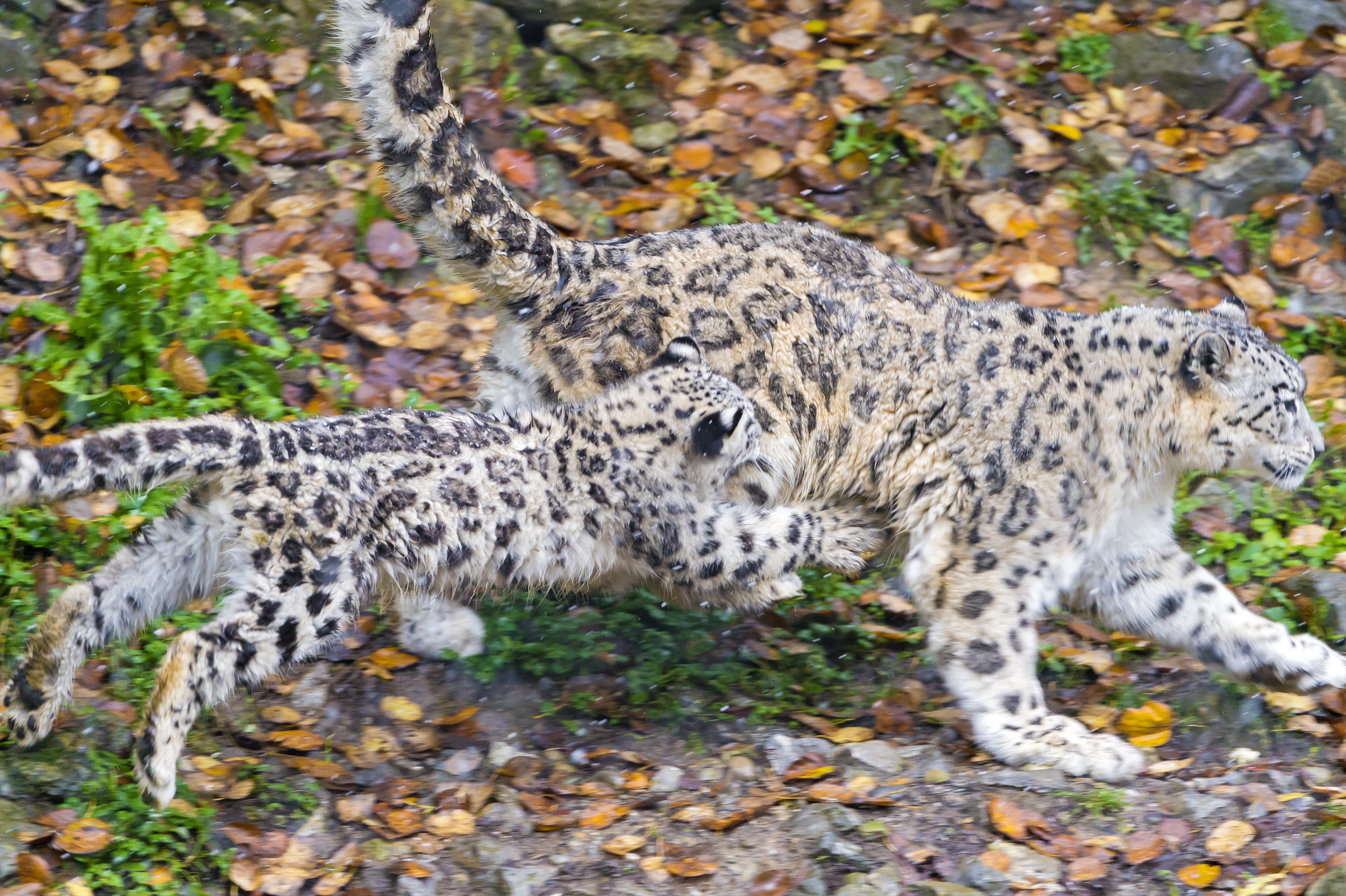 Download mobile wallpaper Snow Leopard, Cats, Animal for free.