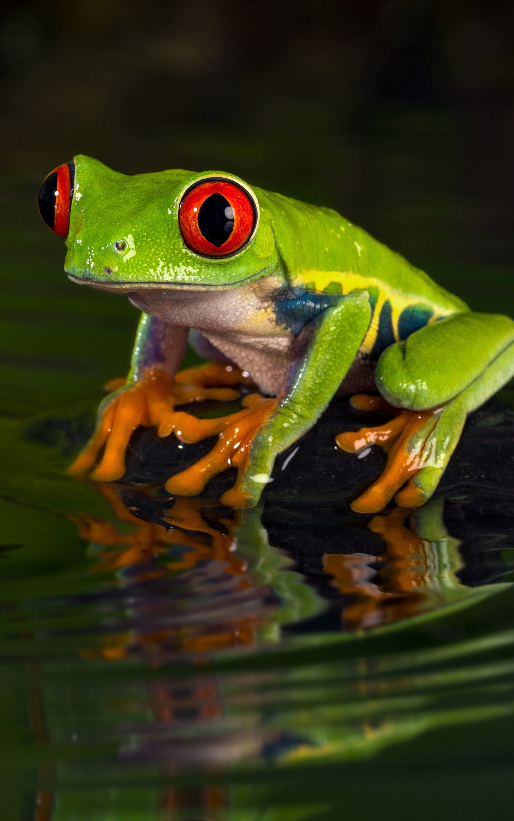 Laden Sie das Tiere, Frösche, Frosch, Amphibie, Rotaugenlaubfrosch, Rotäugiger Laubfrosch-Bild kostenlos auf Ihren PC-Desktop herunter