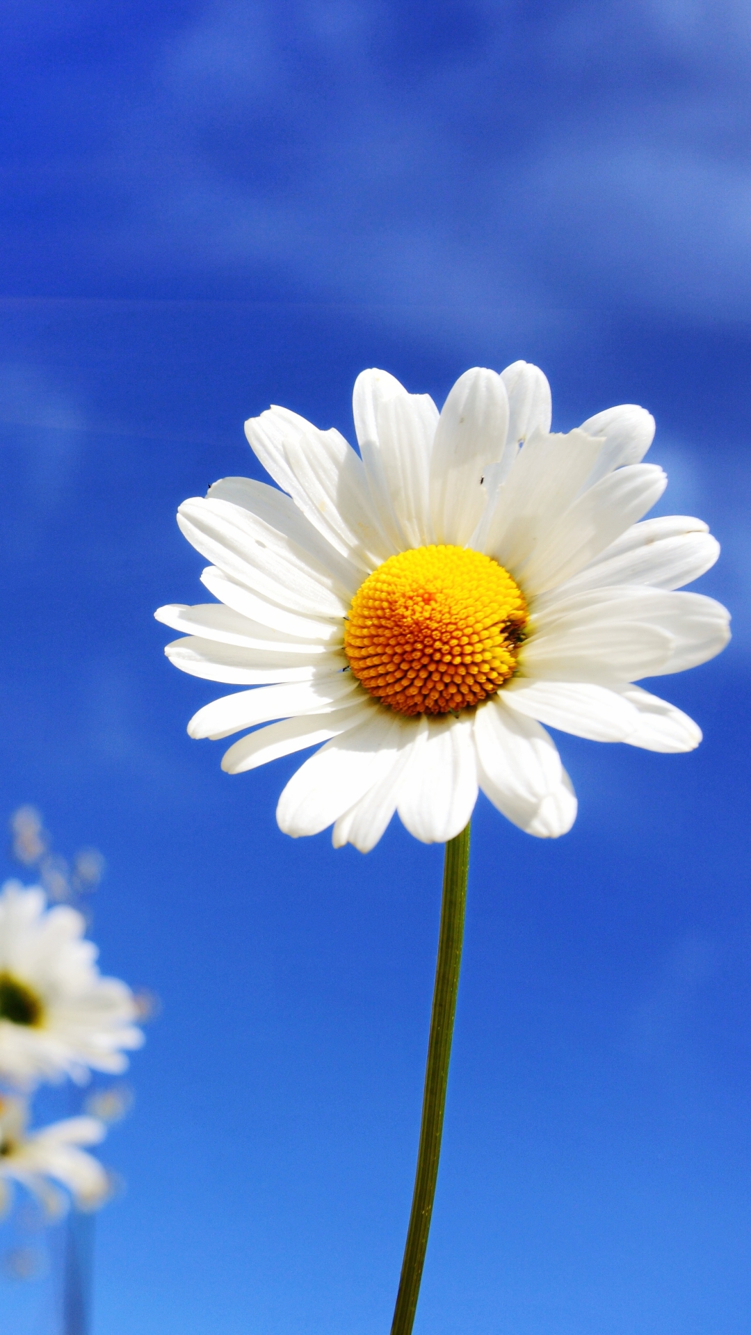 Download mobile wallpaper Nature, Flowers, Summer, Flower, Earth, Daisy, White Flower, Sunbeam, Sunbean for free.