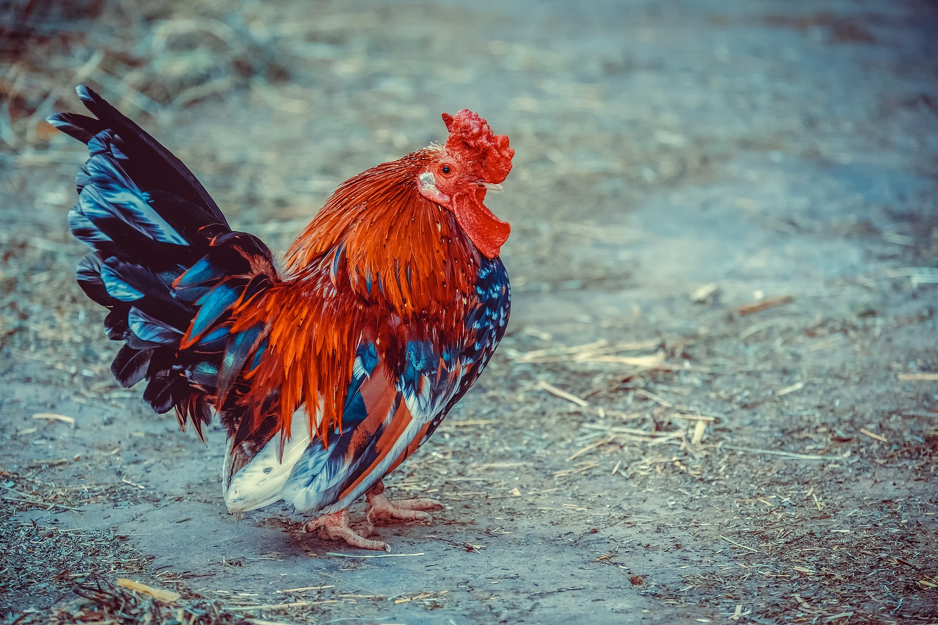 Free download wallpaper Birds, Animal, Chicken, Rooster on your PC desktop