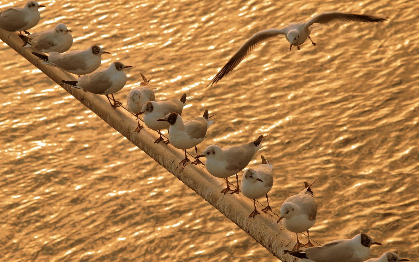 Free download wallpaper Sea, Seagulls, Sit, Flock, Animals, Birds on your PC desktop