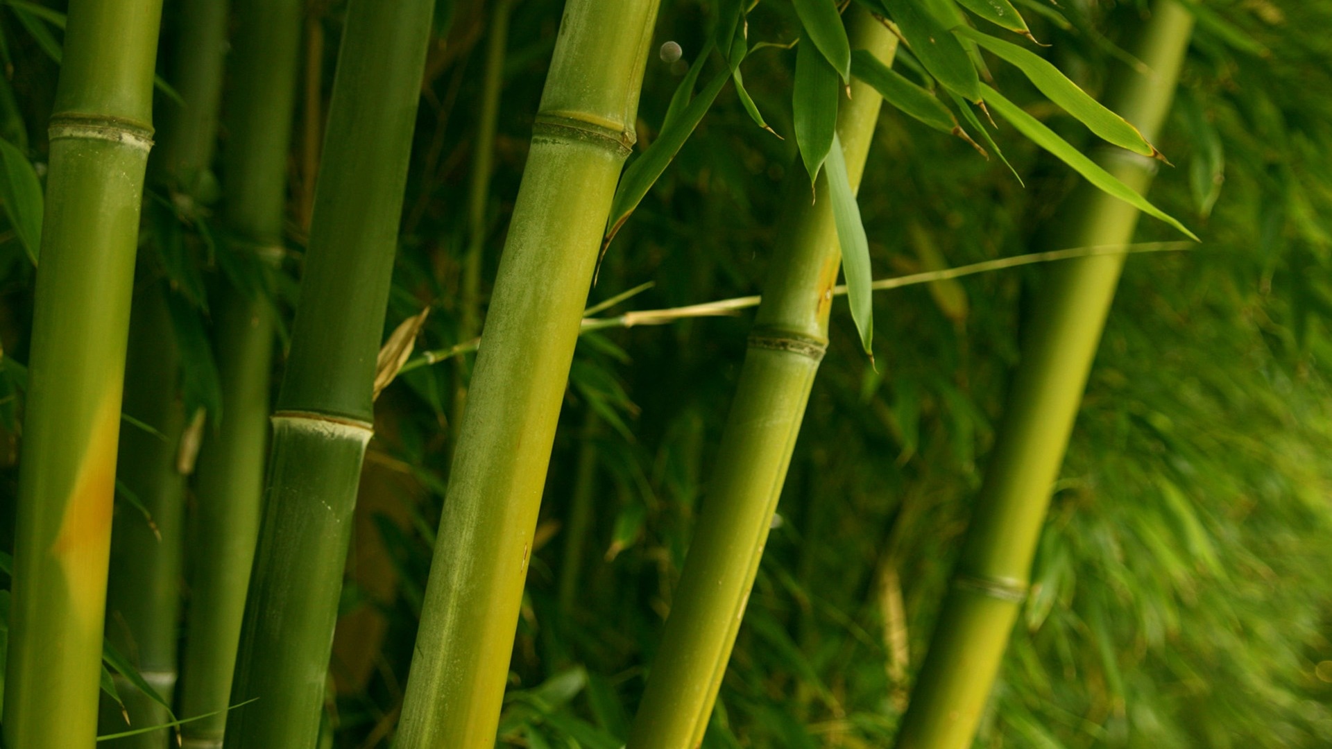 無料モバイル壁紙地球, 竹をダウンロードします。