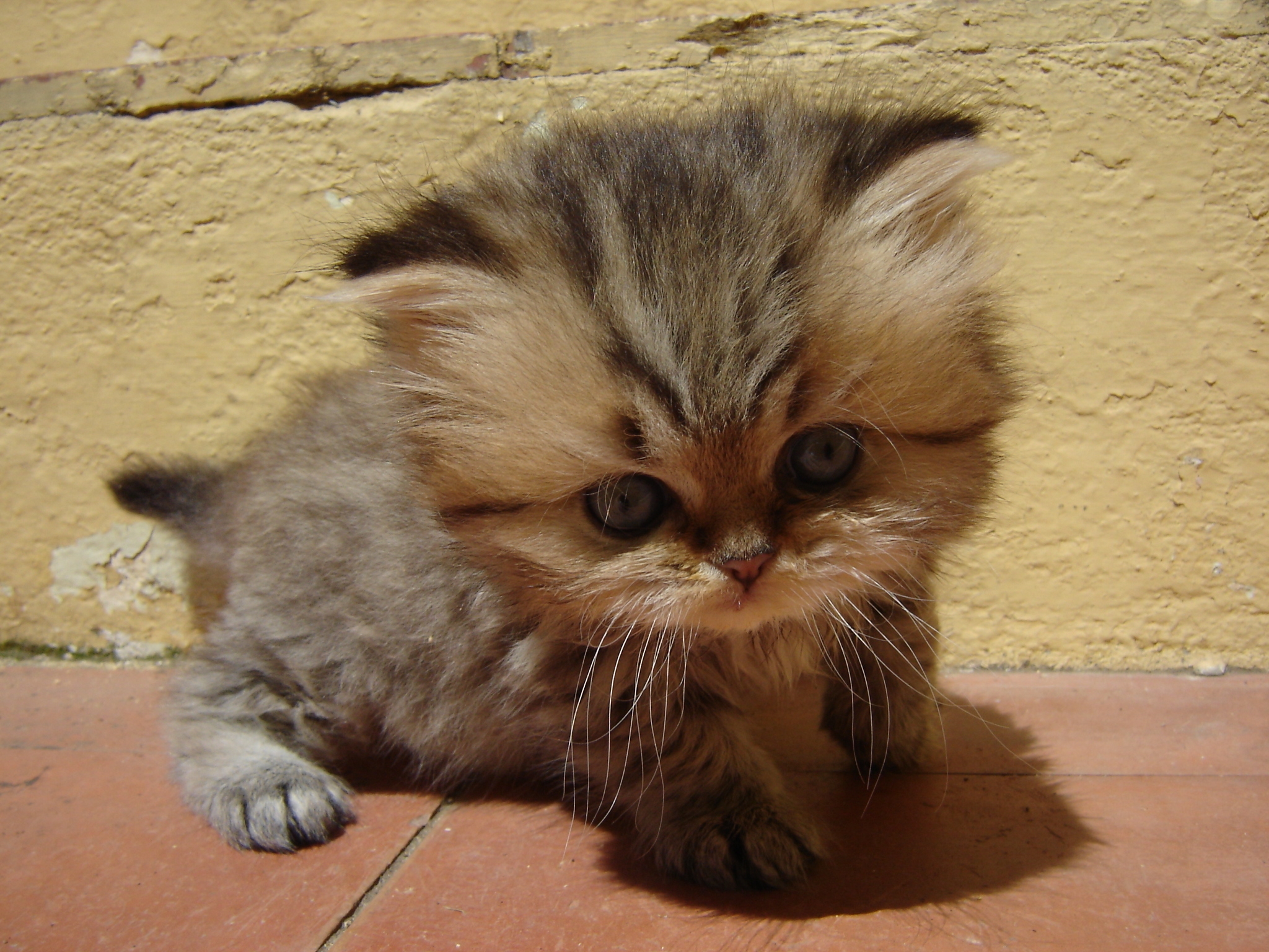 Download mobile wallpaper Tot, Kid, Fluffy, Kitty, Sight, Opinion, Muzzle, Kitten, Animals for free.