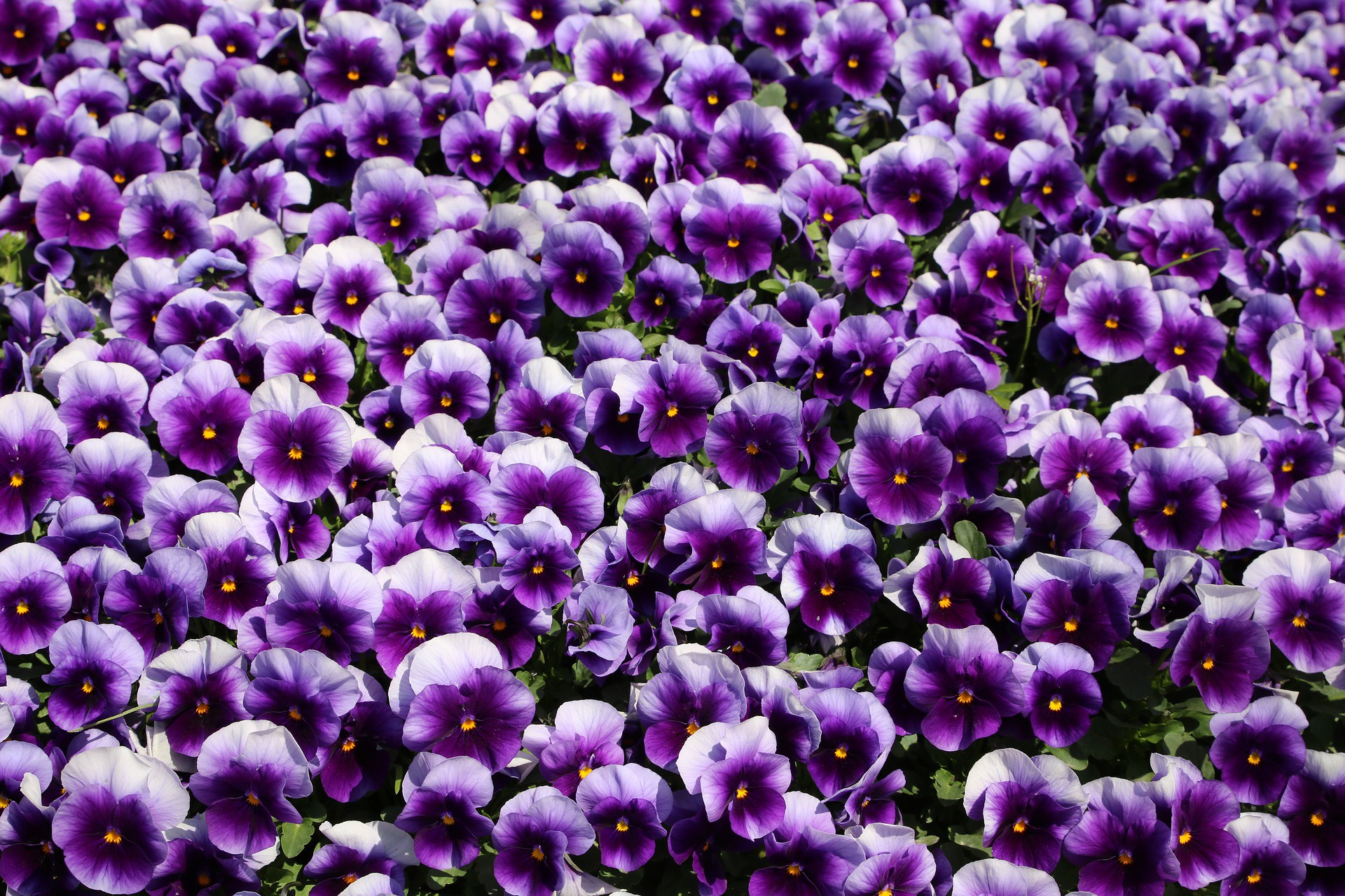無料モバイル壁紙自然, フラワーズ, パンジー, 花, 地球, 紫色の花をダウンロードします。