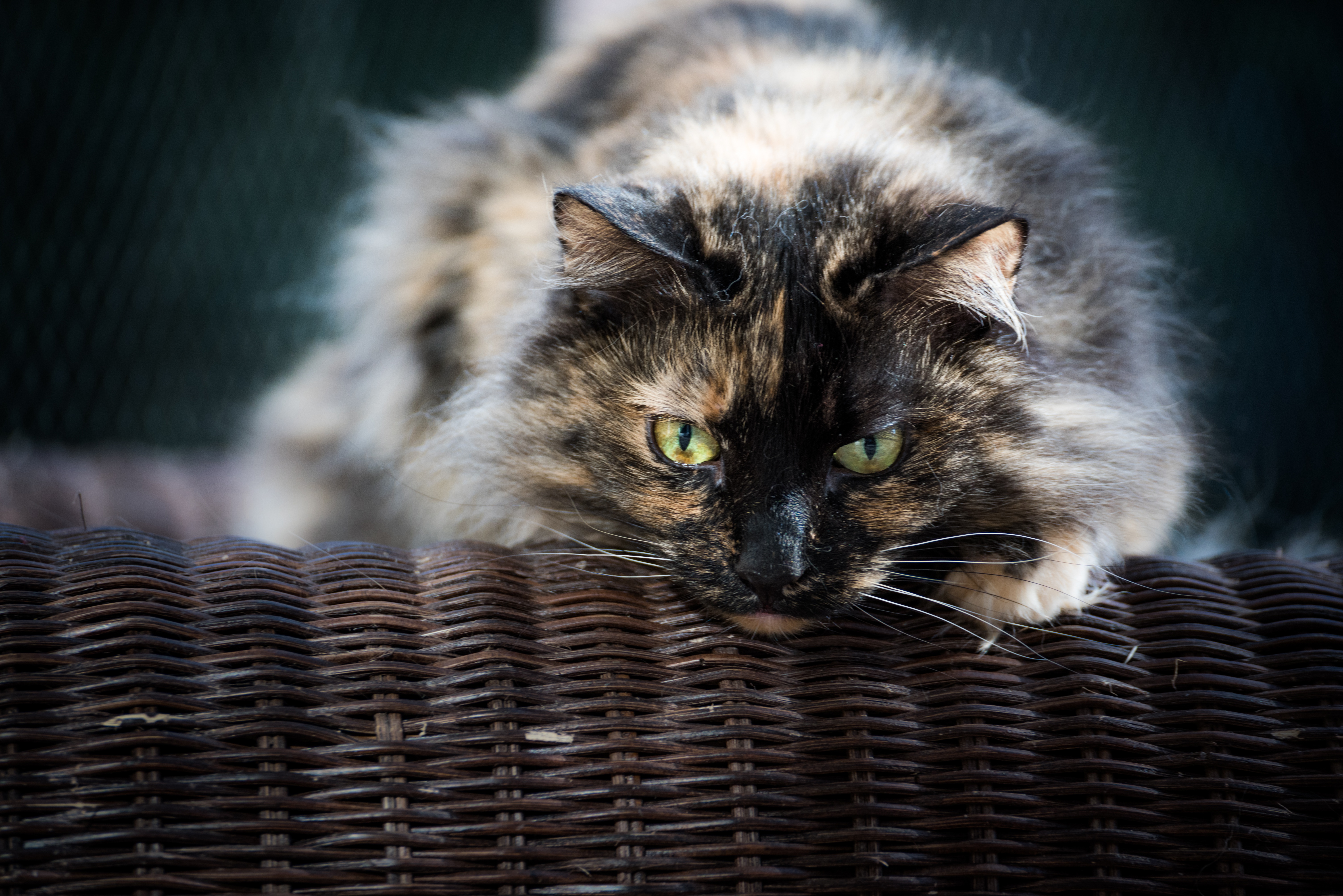 Laden Sie das Tiere, Katzen, Katze, Starren, Ausruhen-Bild kostenlos auf Ihren PC-Desktop herunter