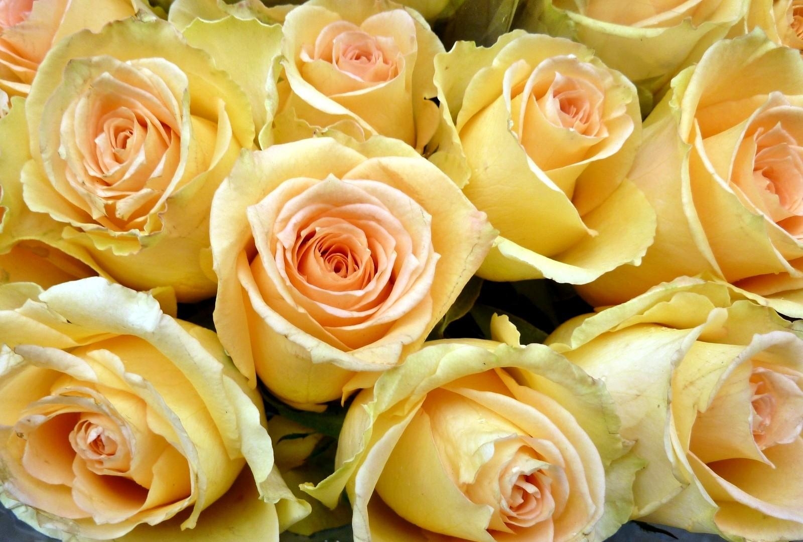 flowers, roses, yellow, buds, lot