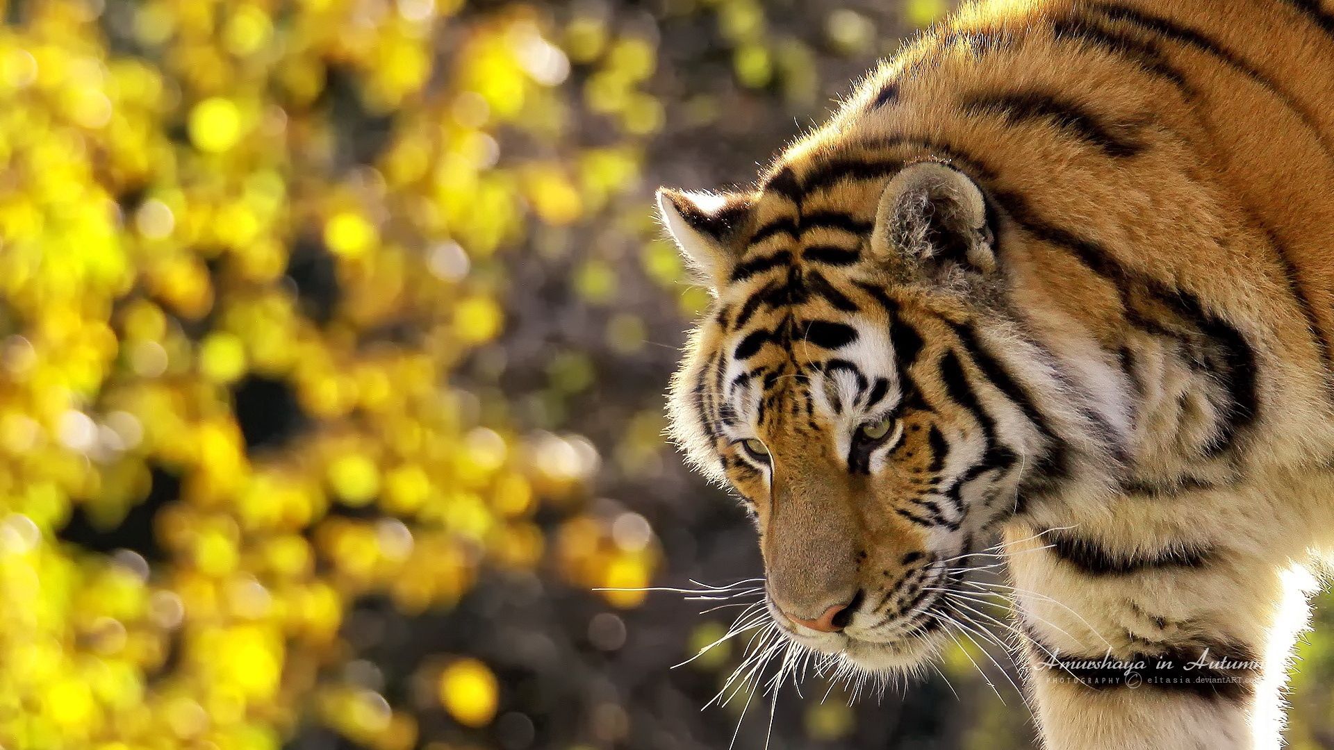 Download mobile wallpaper Tiger, Glare, Muzzle, Animals, Big Cat for free.