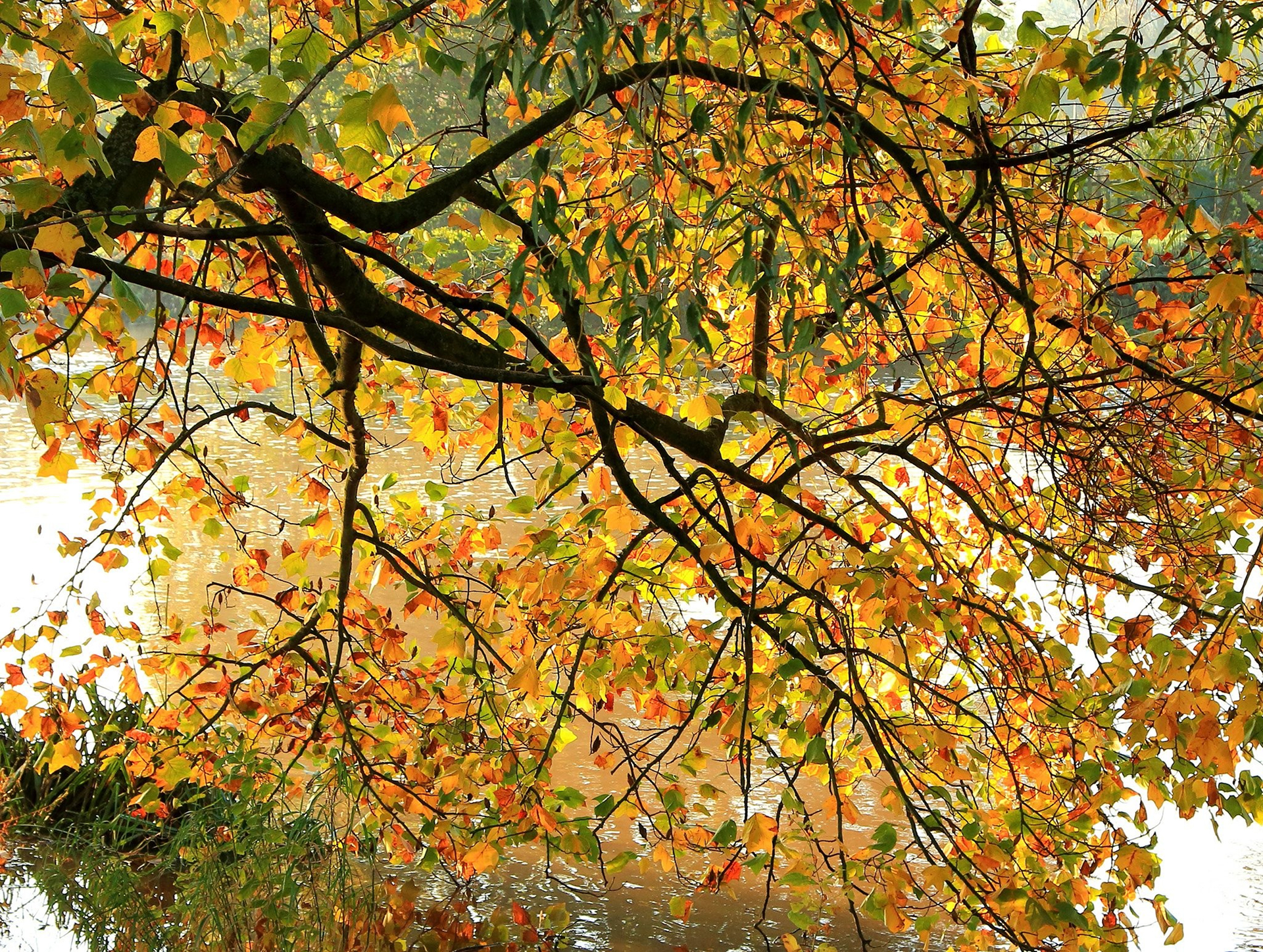 Скачать картинку Река, Деревья, Осень, Дерево, Ветка, Земля/природа в телефон бесплатно.